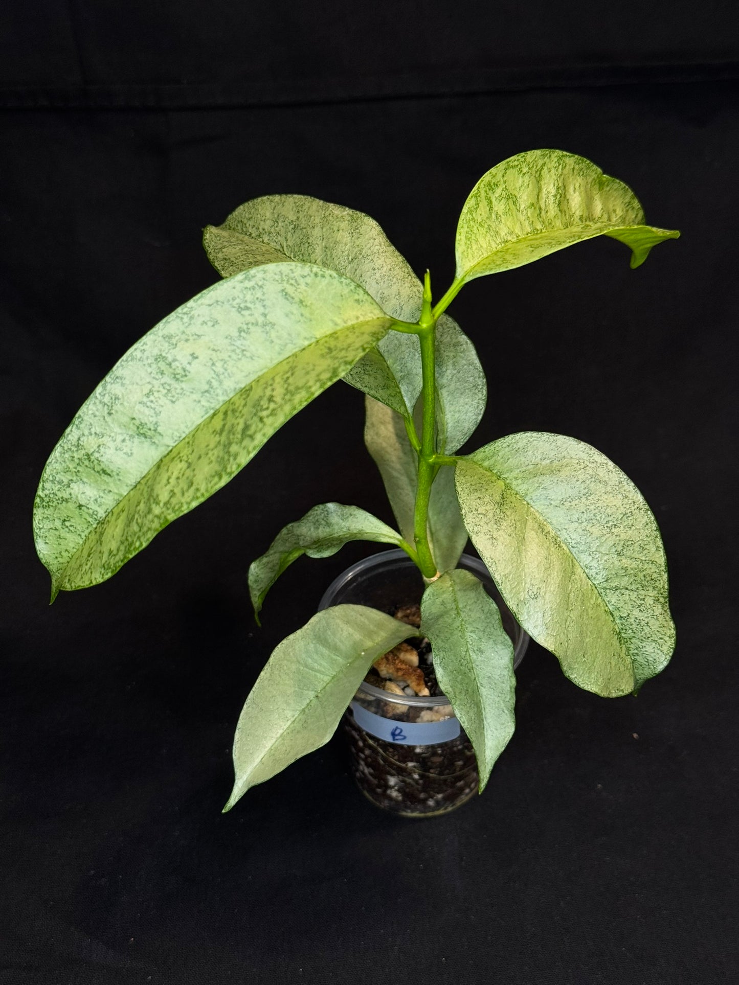 Hoya multiflora silver 'Wonder Phil' (#B), silver leaves, active growth, well-rooted