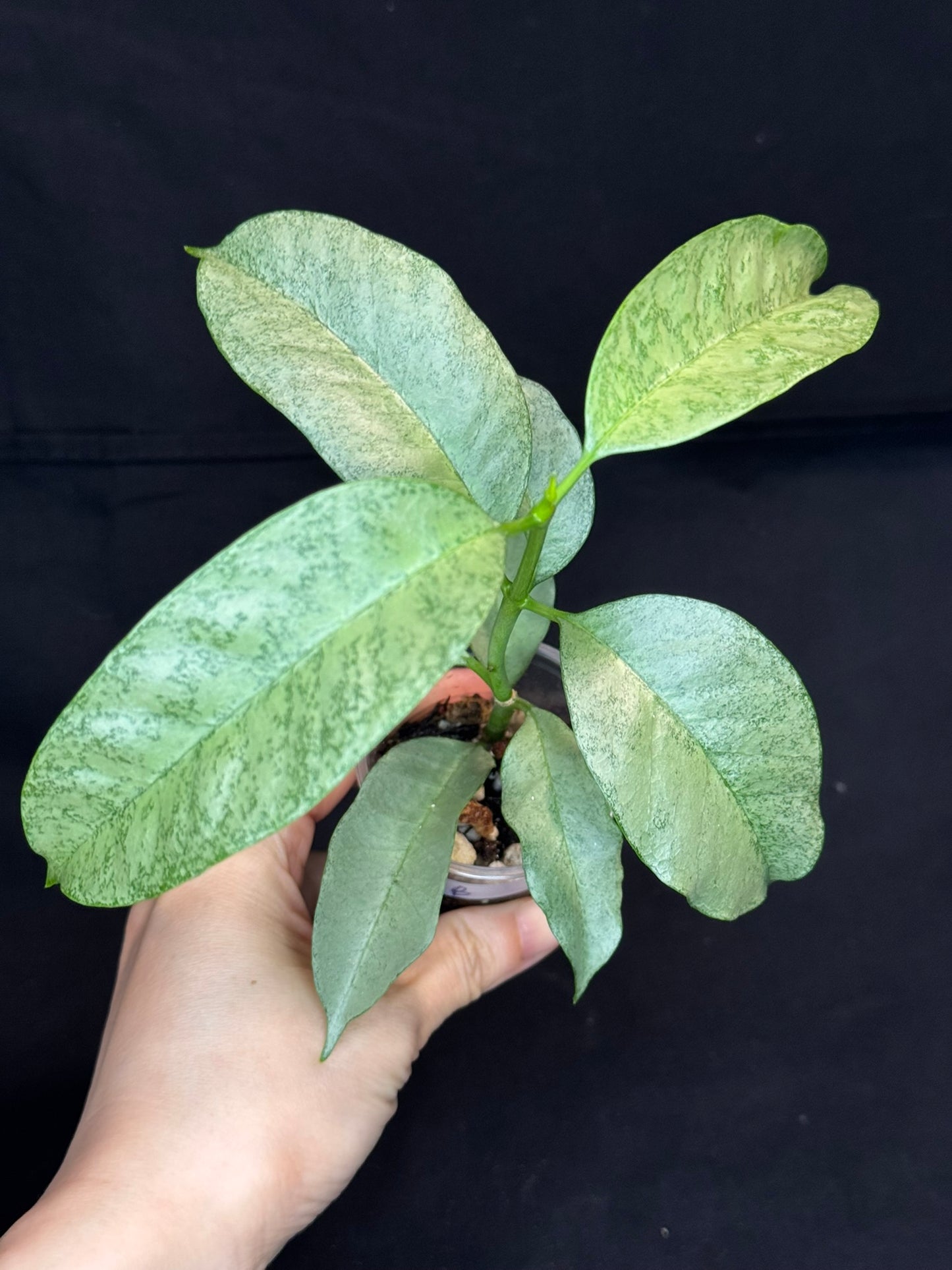 Hoya multiflora silver 'Wonder Phil' (#B), silver leaves, active growth, well-rooted