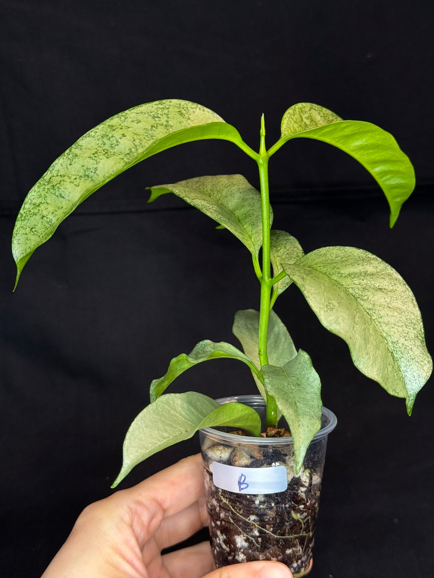 Hoya multiflora silver 'Wonder Phil' (#B), silver leaves, active growth, well-rooted