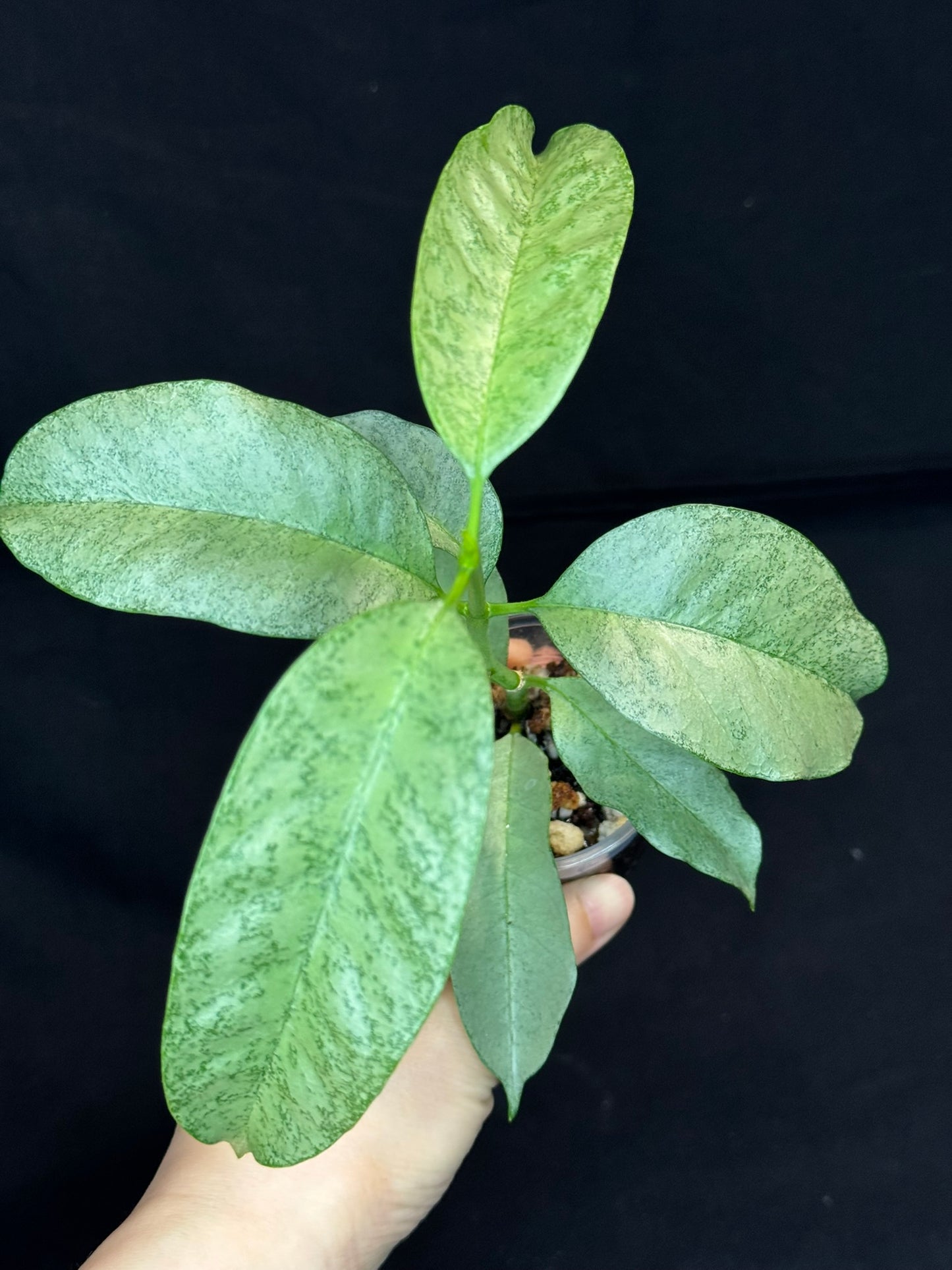 Hoya multiflora silver 'Wonder Phil' (#B), silver leaves, active growth, well-rooted