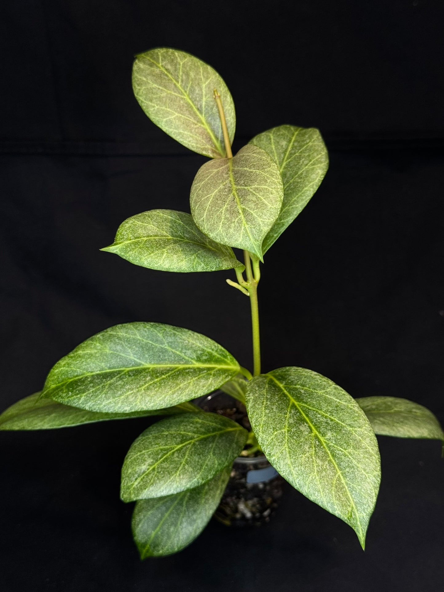 Hoya obscura silver, nice silver green leaves, big plant #A