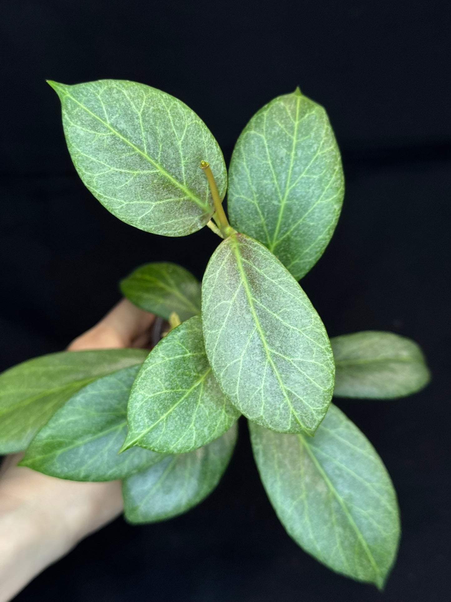 Hoya obscura silver, nice silver green leaves, big plant #A