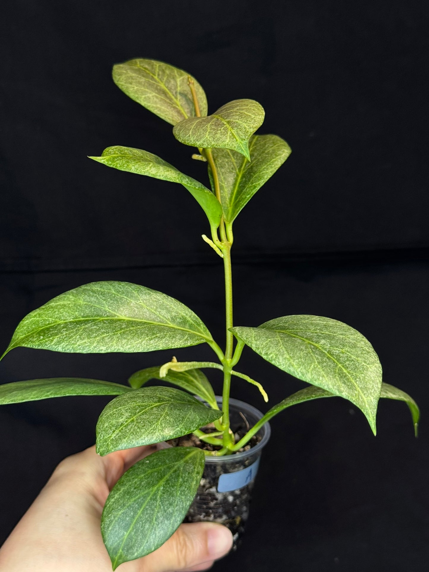 Hoya obscura silver, nice silver green leaves, big plant #A