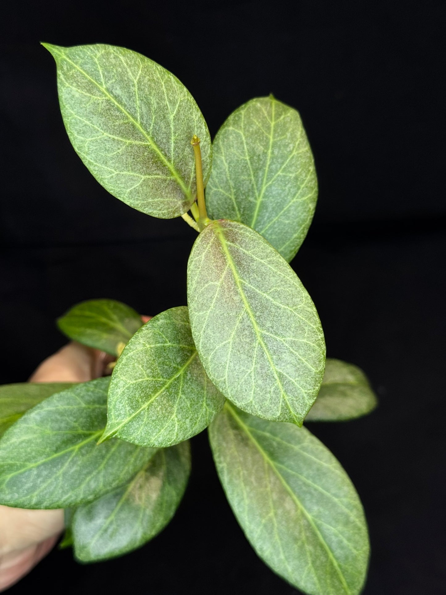 Hoya obscura silver, nice silver green leaves, big plant #B