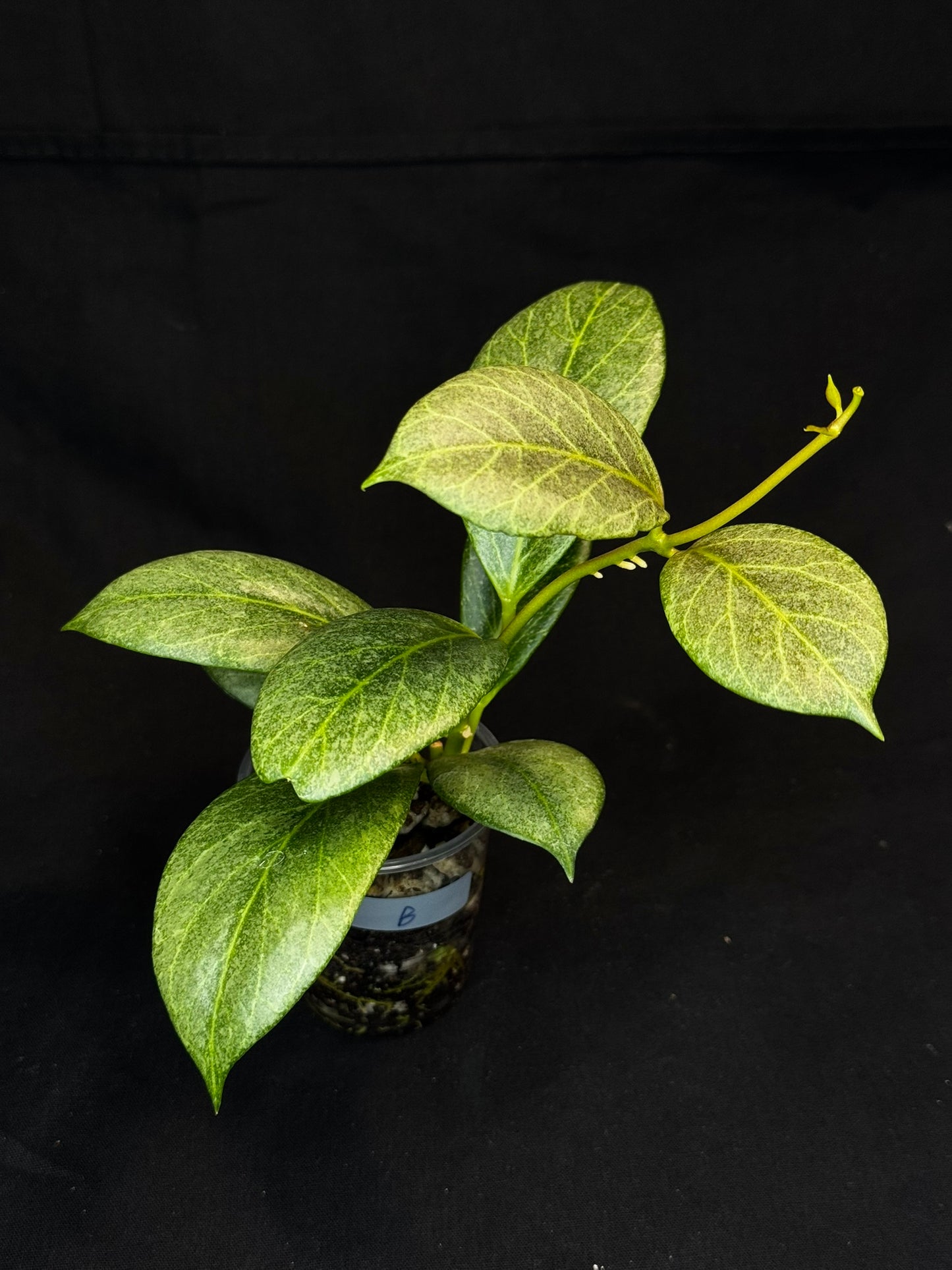 Hoya obscura silver, nice silver green leaves, big plant #B