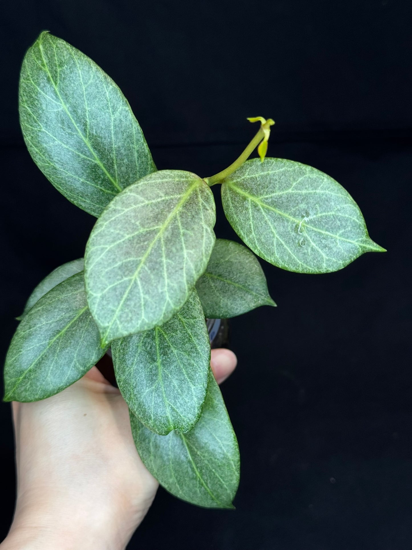 Hoya obscura silver, nice silver green leaves, big plant #B