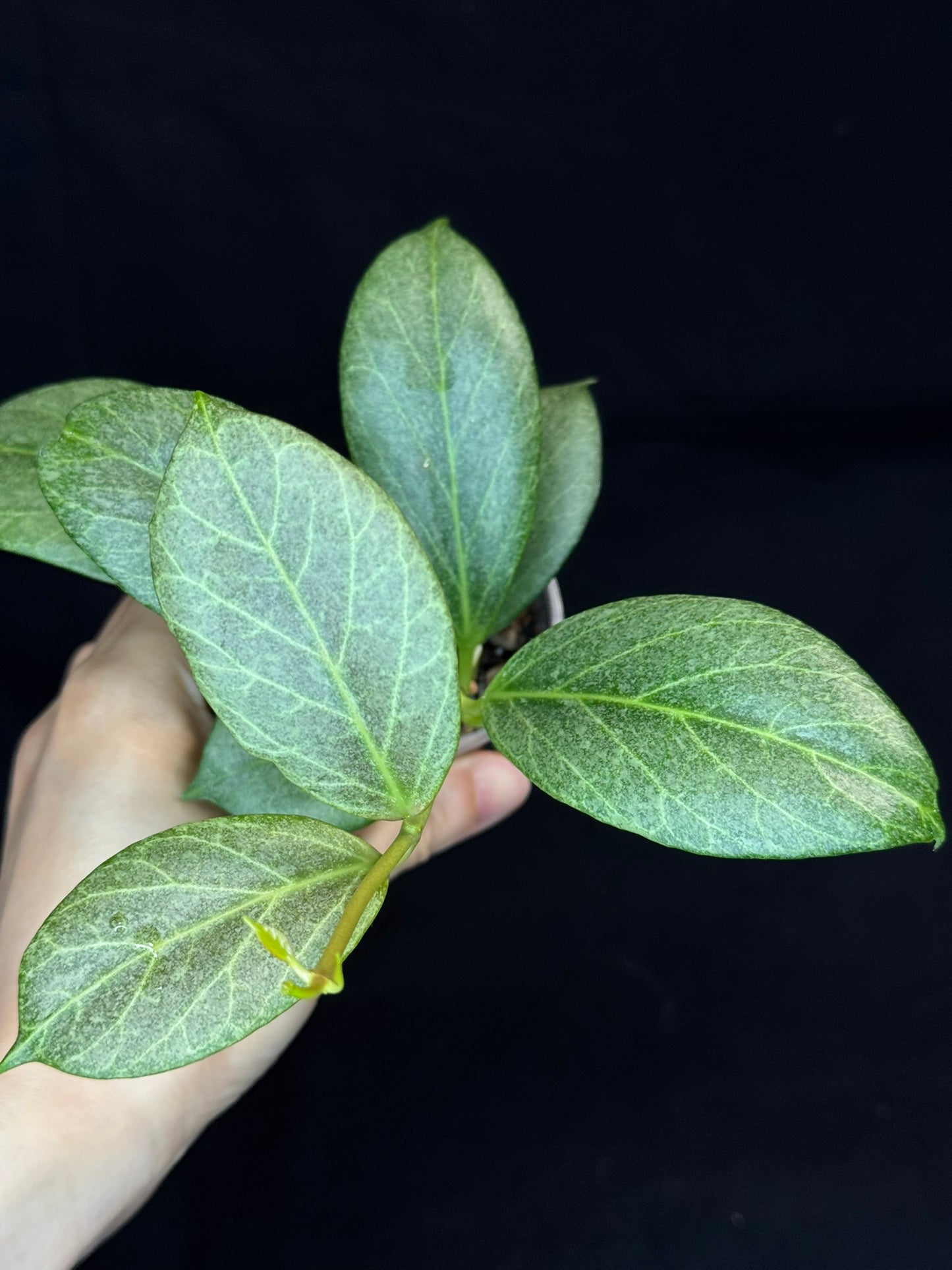 Hoya obscura silver, nice silver green leaves, big plant #B