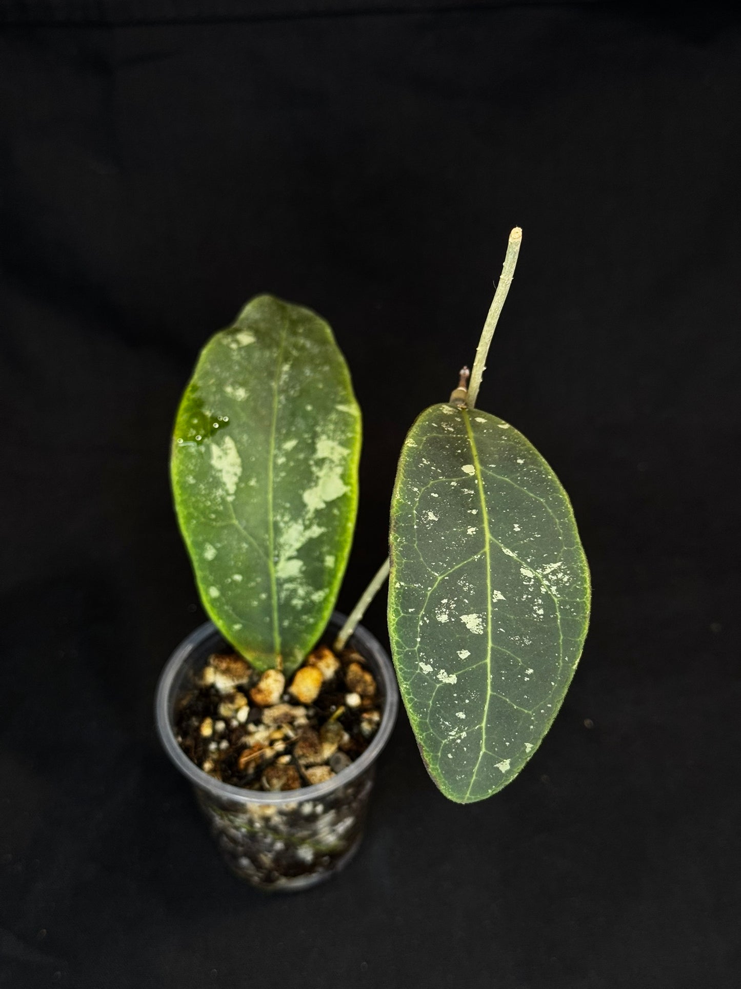 Hoya Rintzii Borneo, rare and splashy foliage