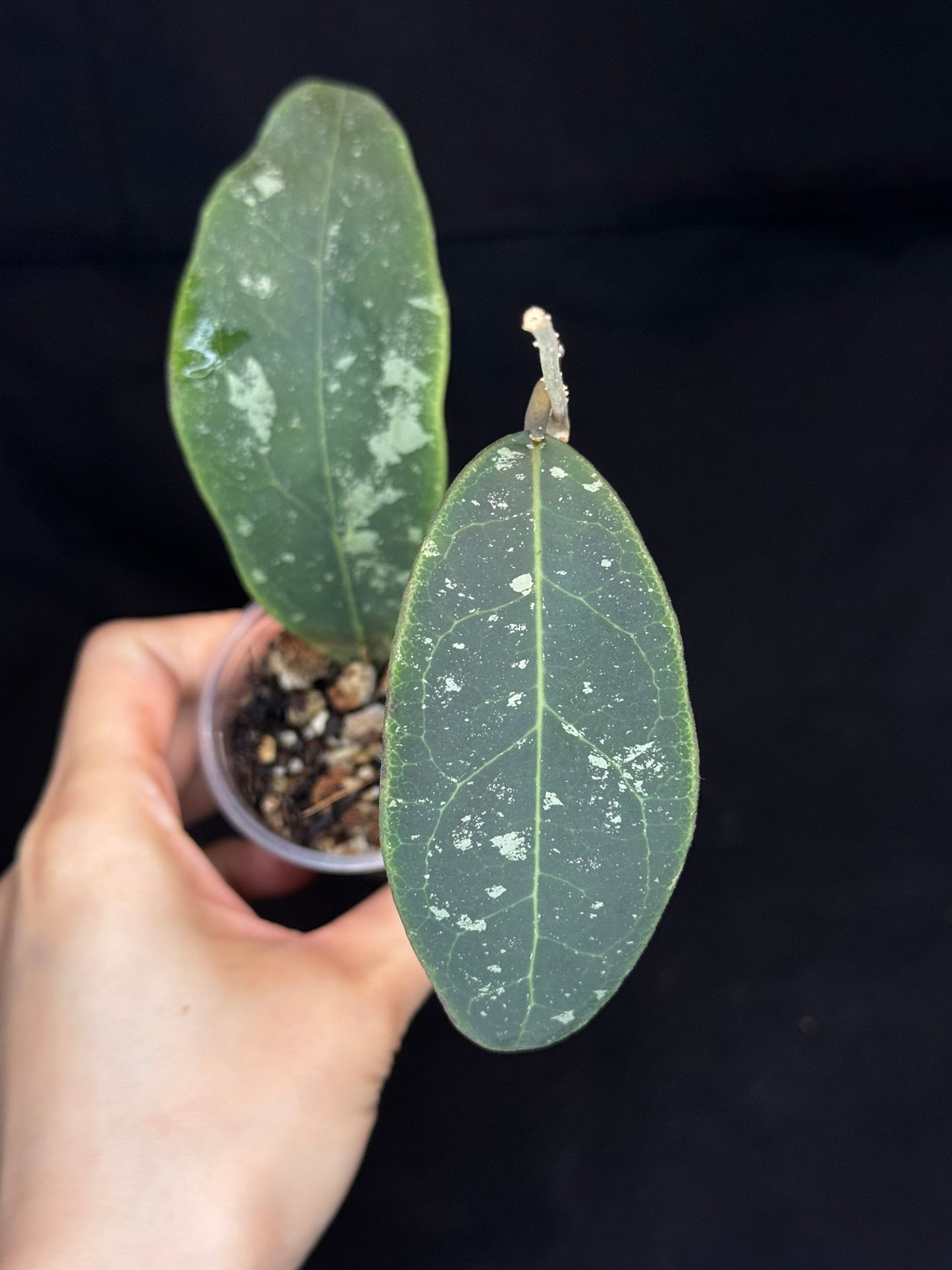 Hoya Rintzii Borneo, rare and splashy foliage