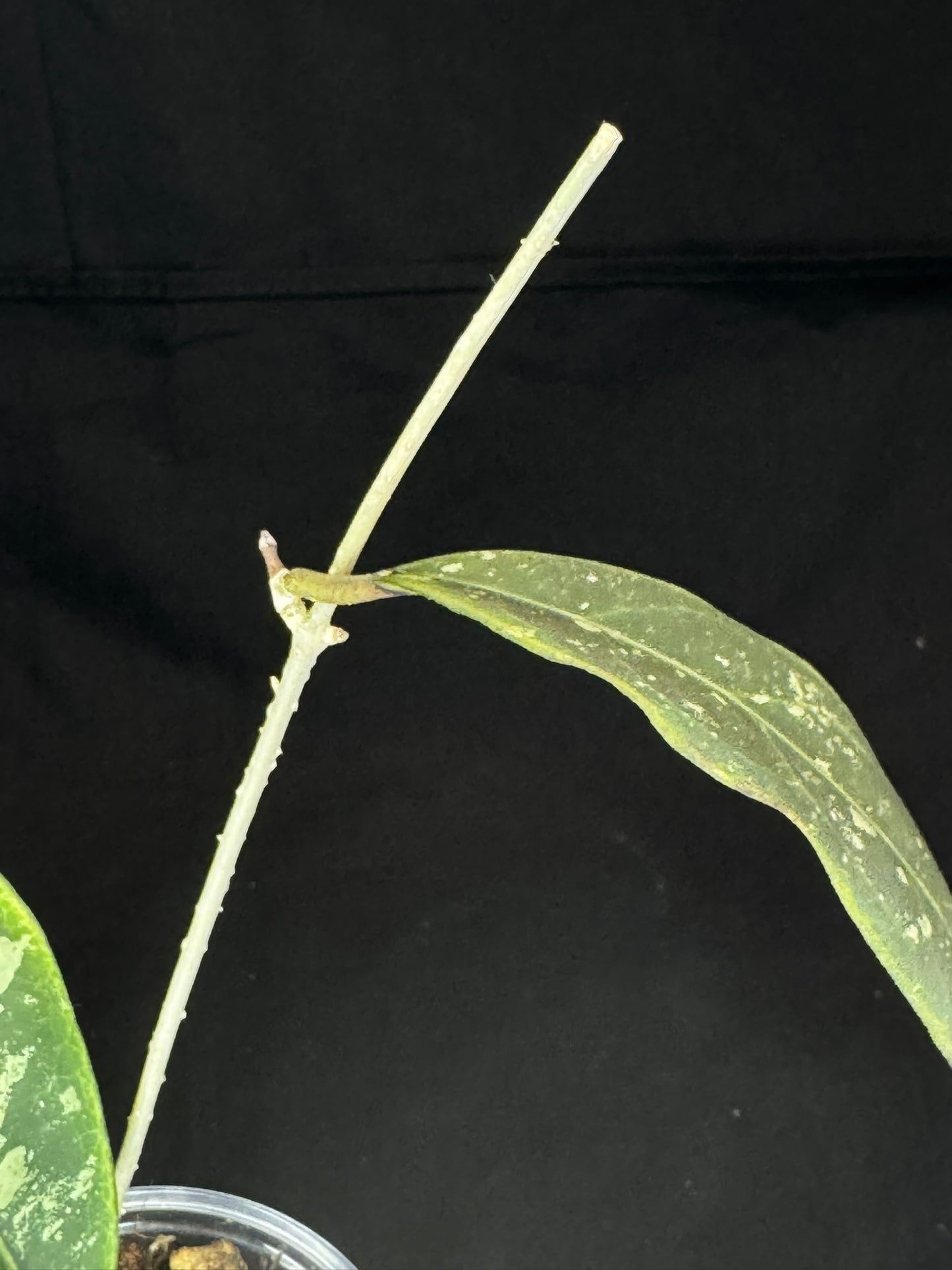Hoya Rintzii Borneo, rare and splashy foliage