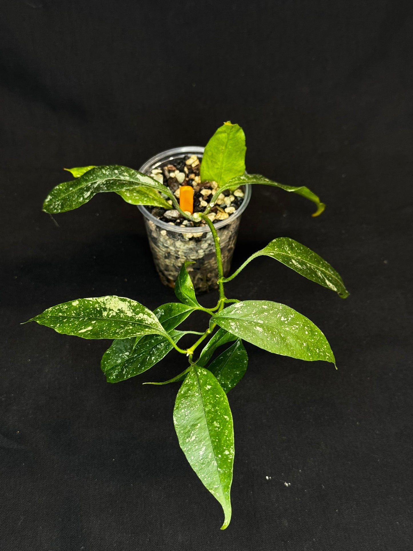 Hoya Multiflora Mini Splash, rare