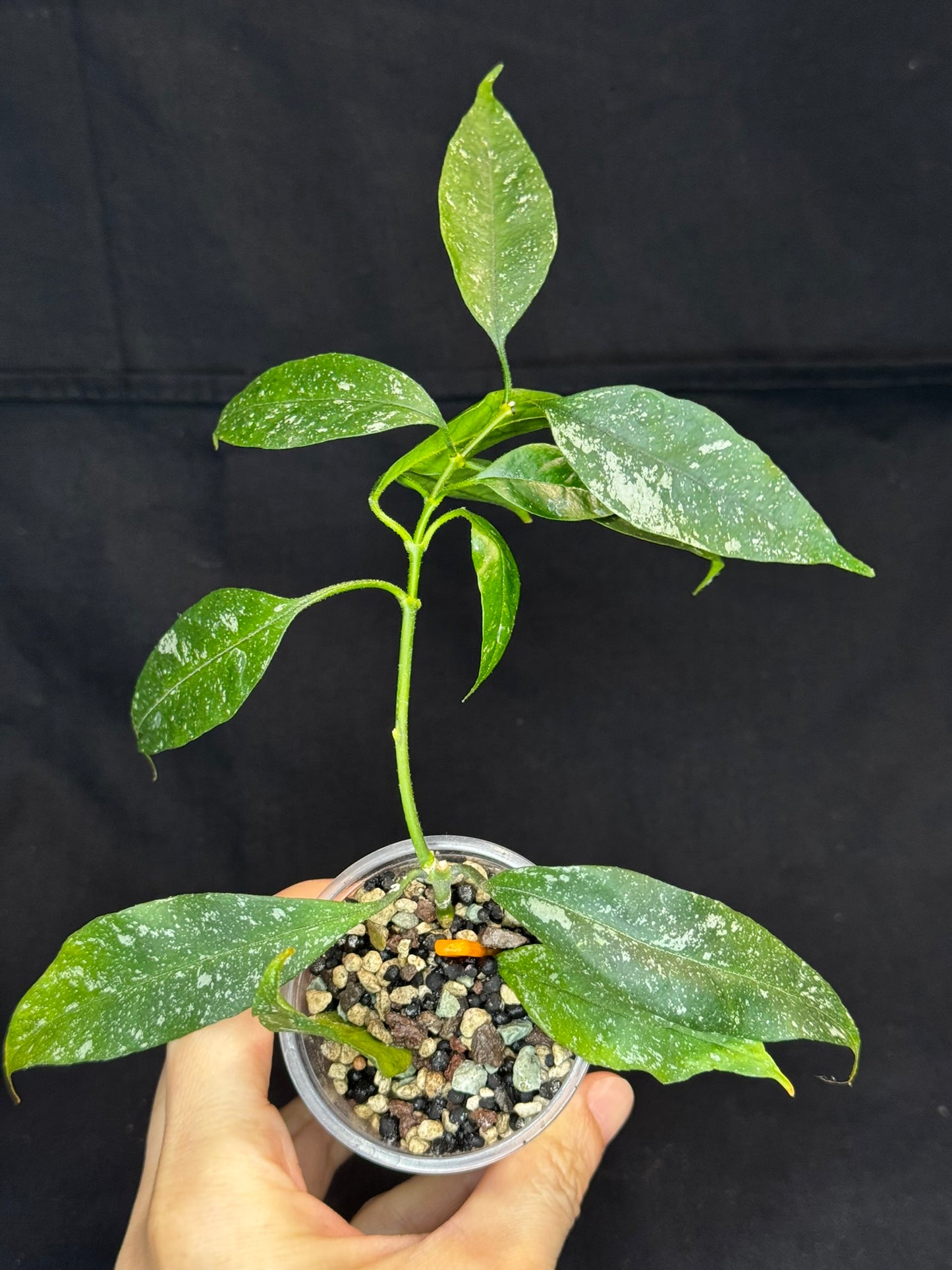 Hoya Multiflora Mini Splash, rare