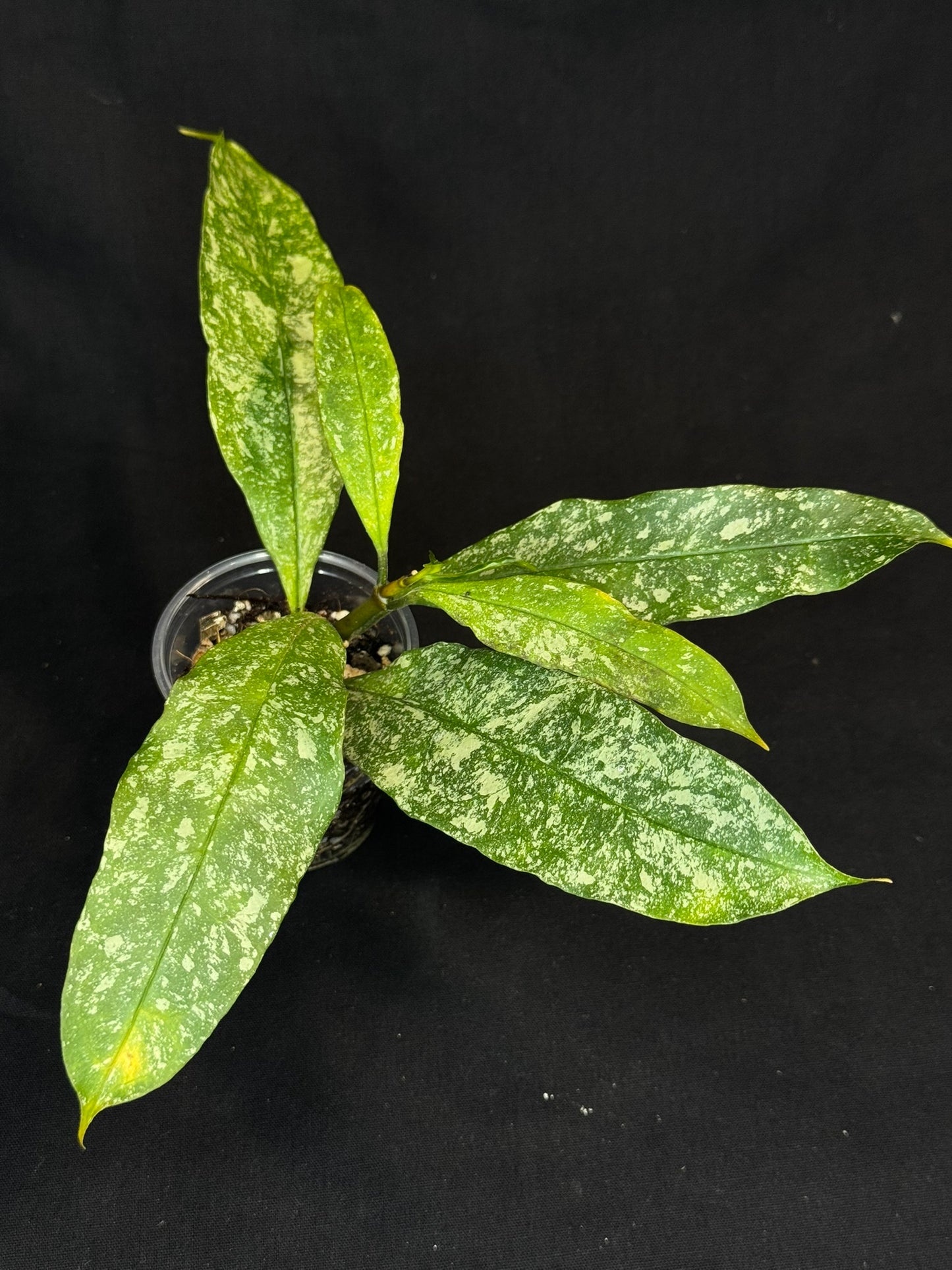 Hoya Multiflora Splash(Europe), rare, big leaves