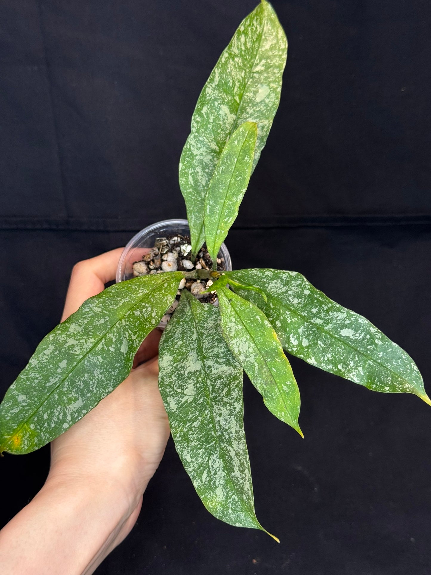 Hoya Multiflora Splash(Europe), rare, big leaves