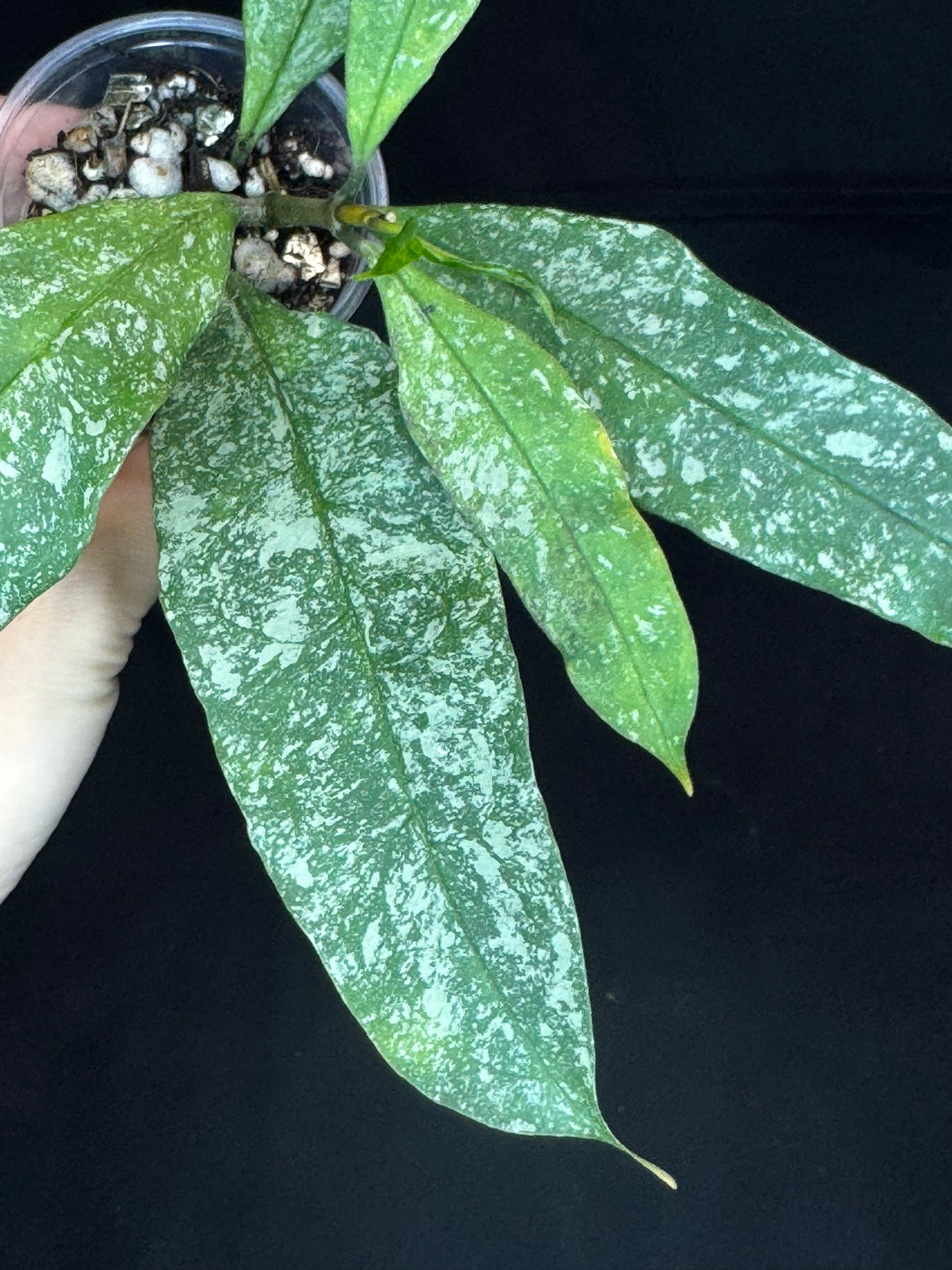 Hoya Multiflora Splash(Europe), rare, big leaves
