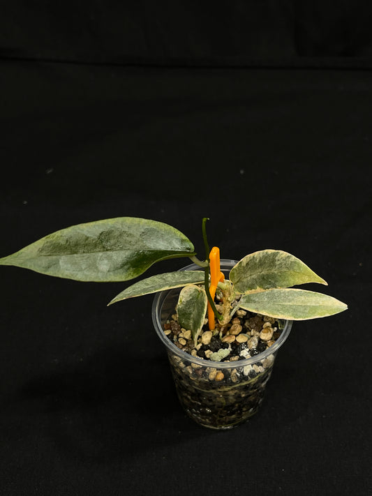 hoya archboldiana albomarginata, speical leaves
