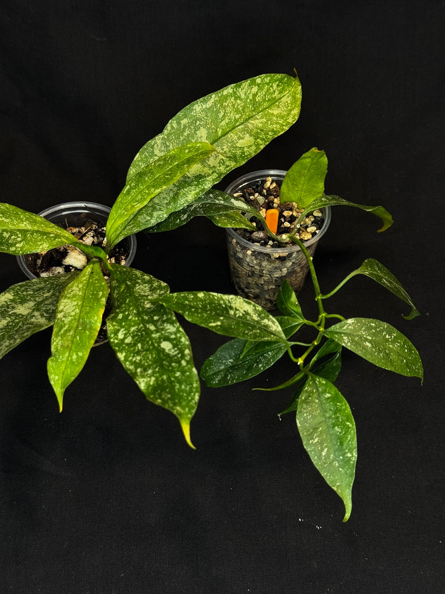 Hoya Multiflora Splash(Europe), rare, big leaves