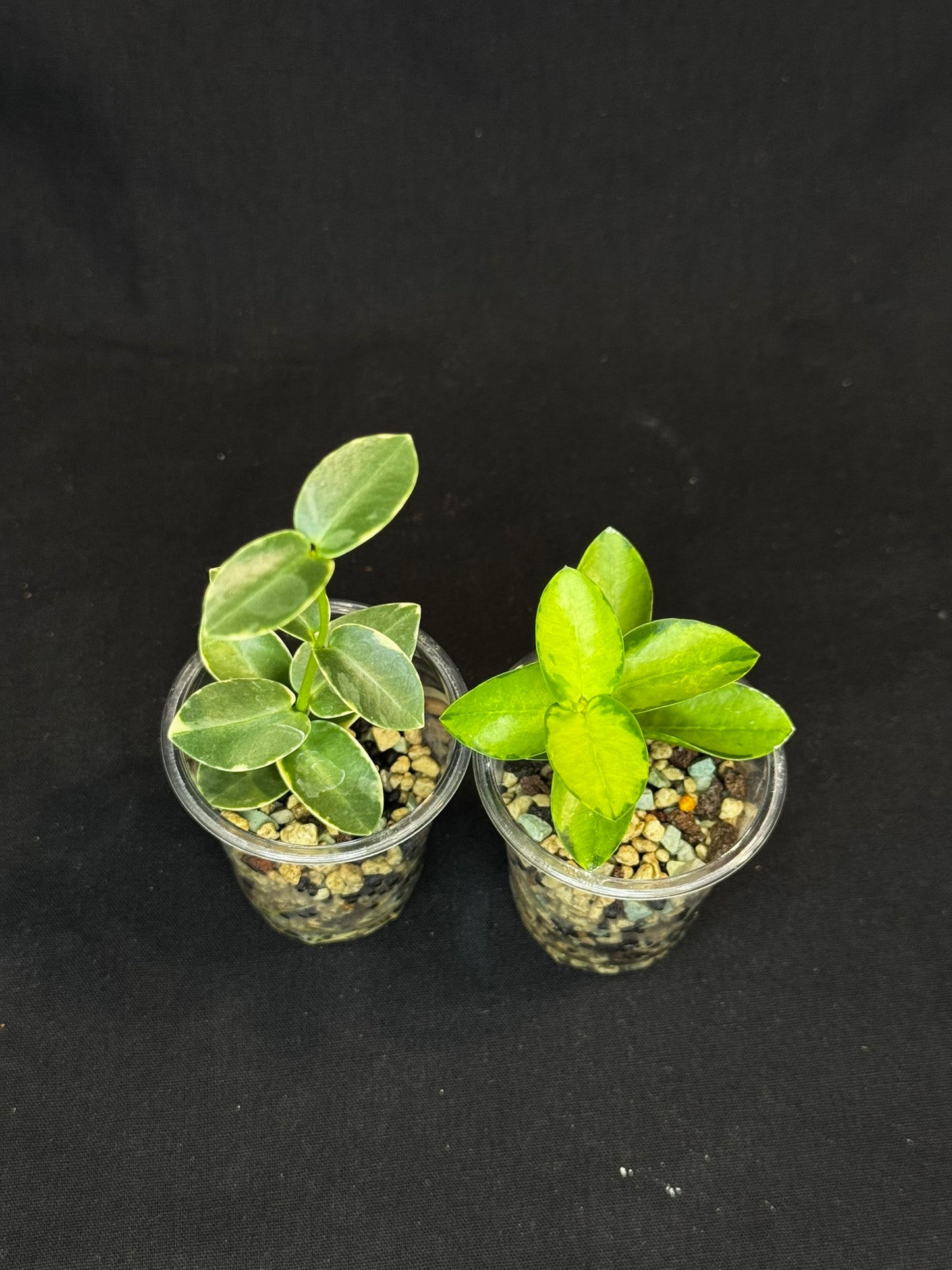 Hoya Cumingiana Albo Variegated, beautiful leaves, well-rooted
