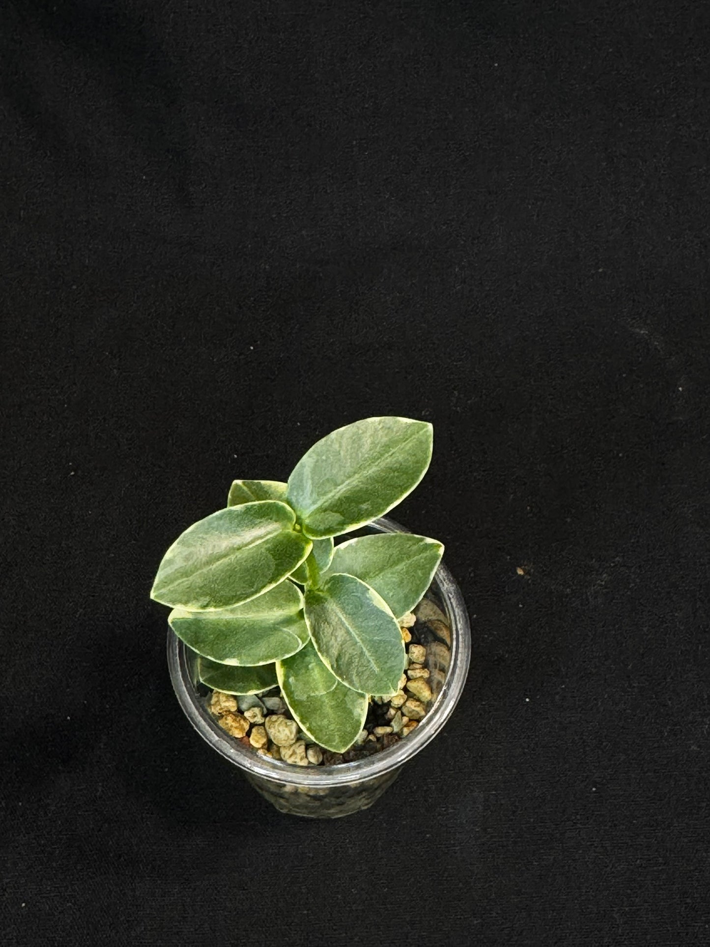 Hoya Cumingiana Albo Variegated, beautiful leaves, well-rooted