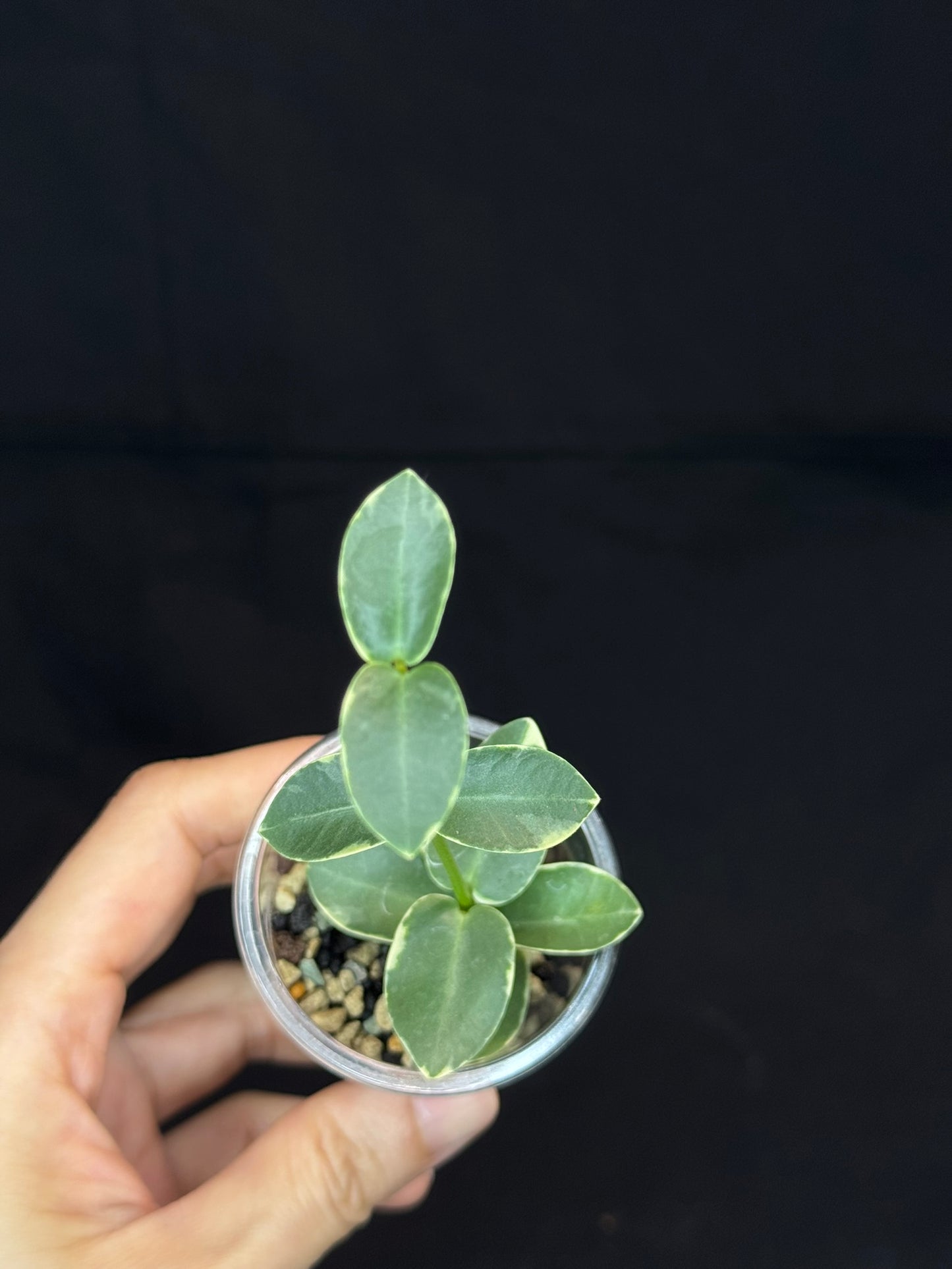 Hoya Cumingiana Albo Variegated, beautiful leaves, well-rooted