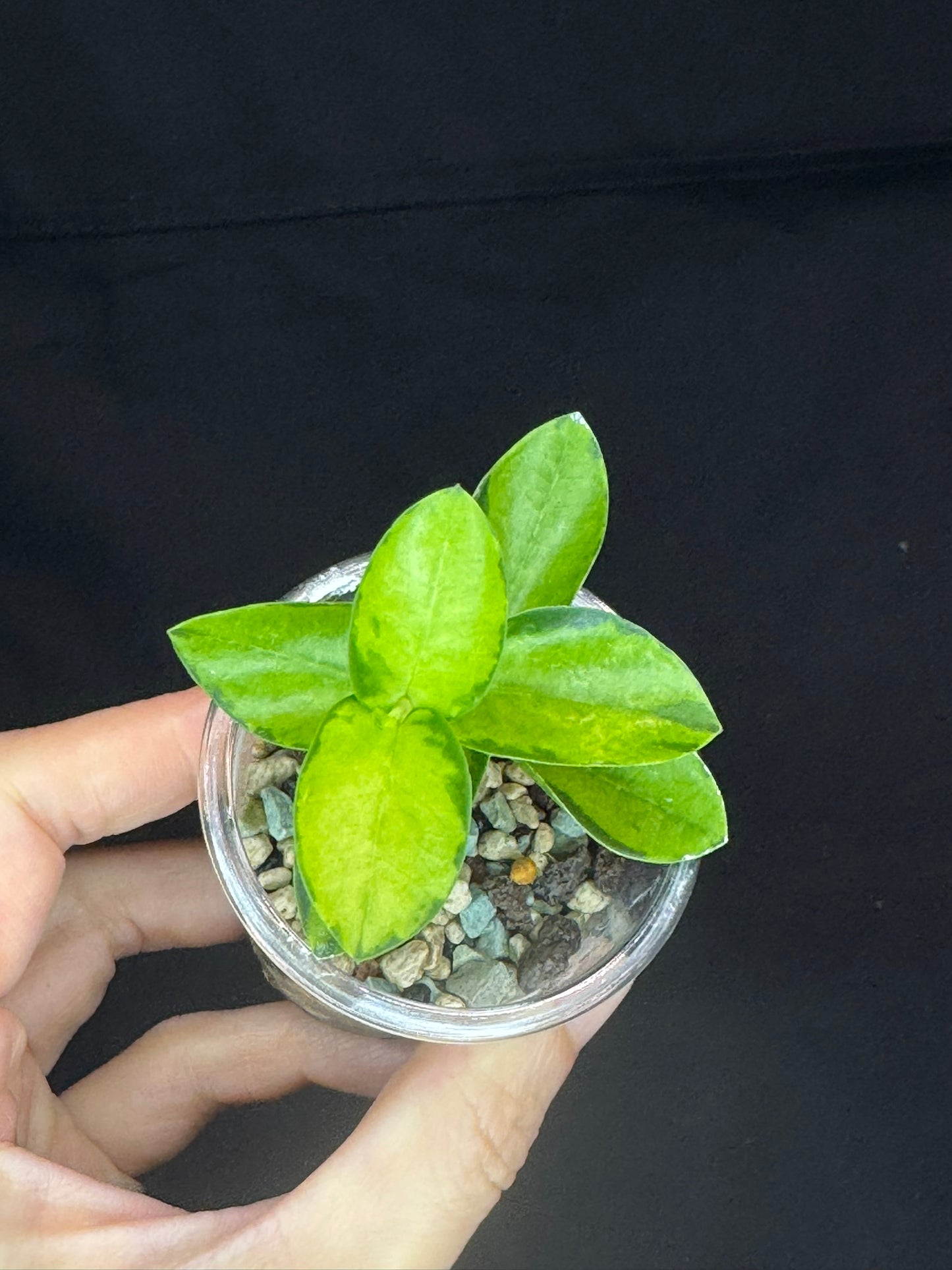 Hoya Cumingiana Inner Variegated, beautiful leaves, well-rooted