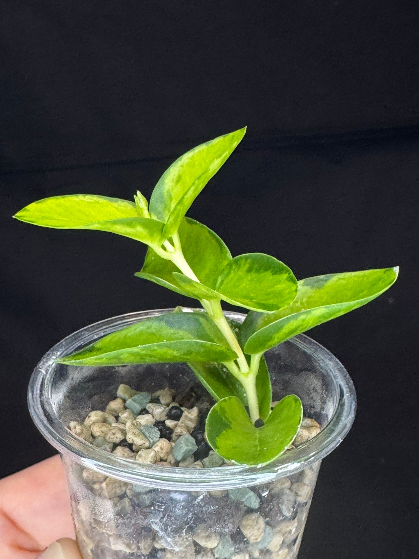 Hoya Cumingiana Inner Variegated, beautiful leaves, well-rooted