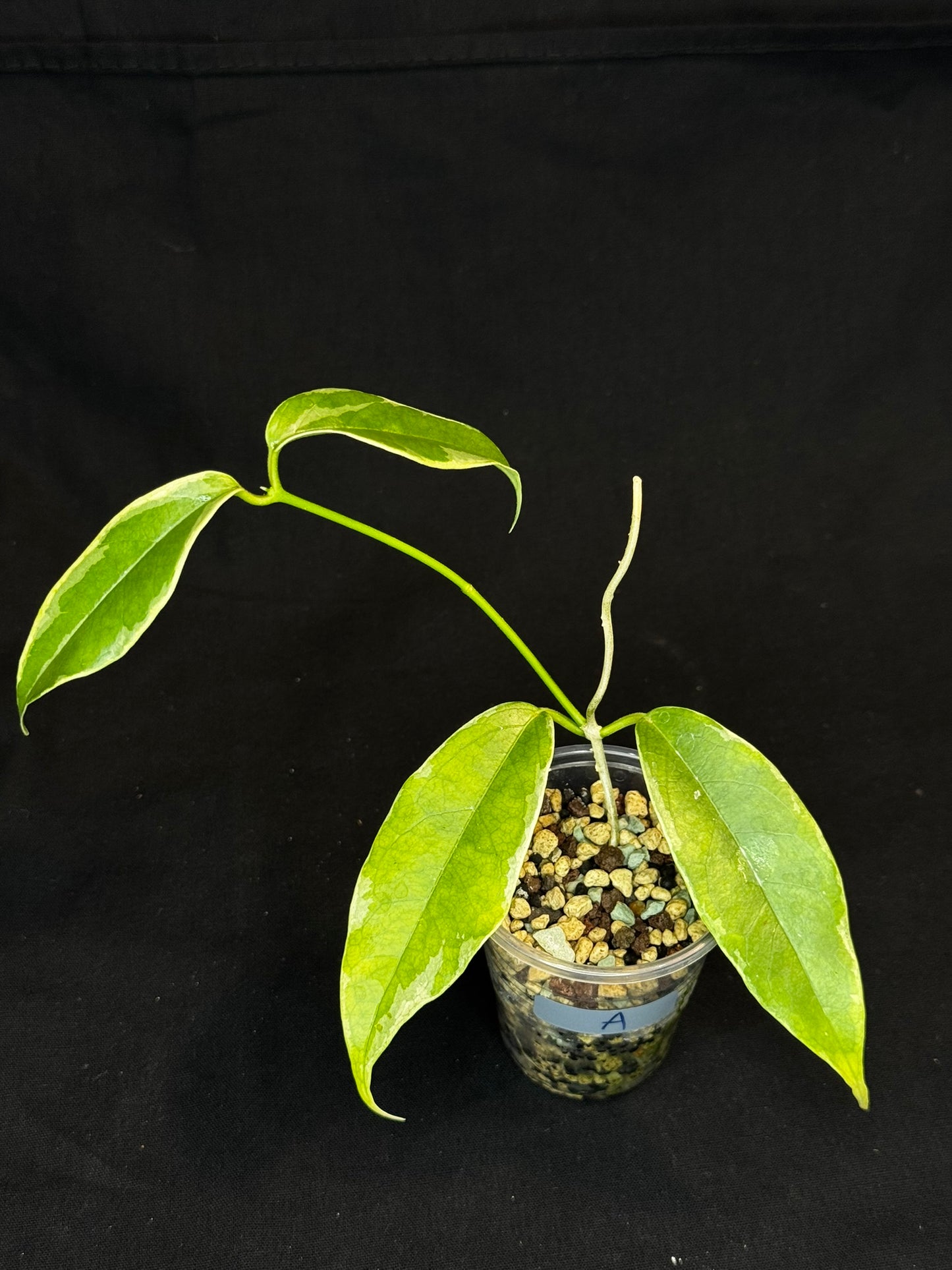 Hoya Buotti Albomarginata, nice water-color variegation (#A)