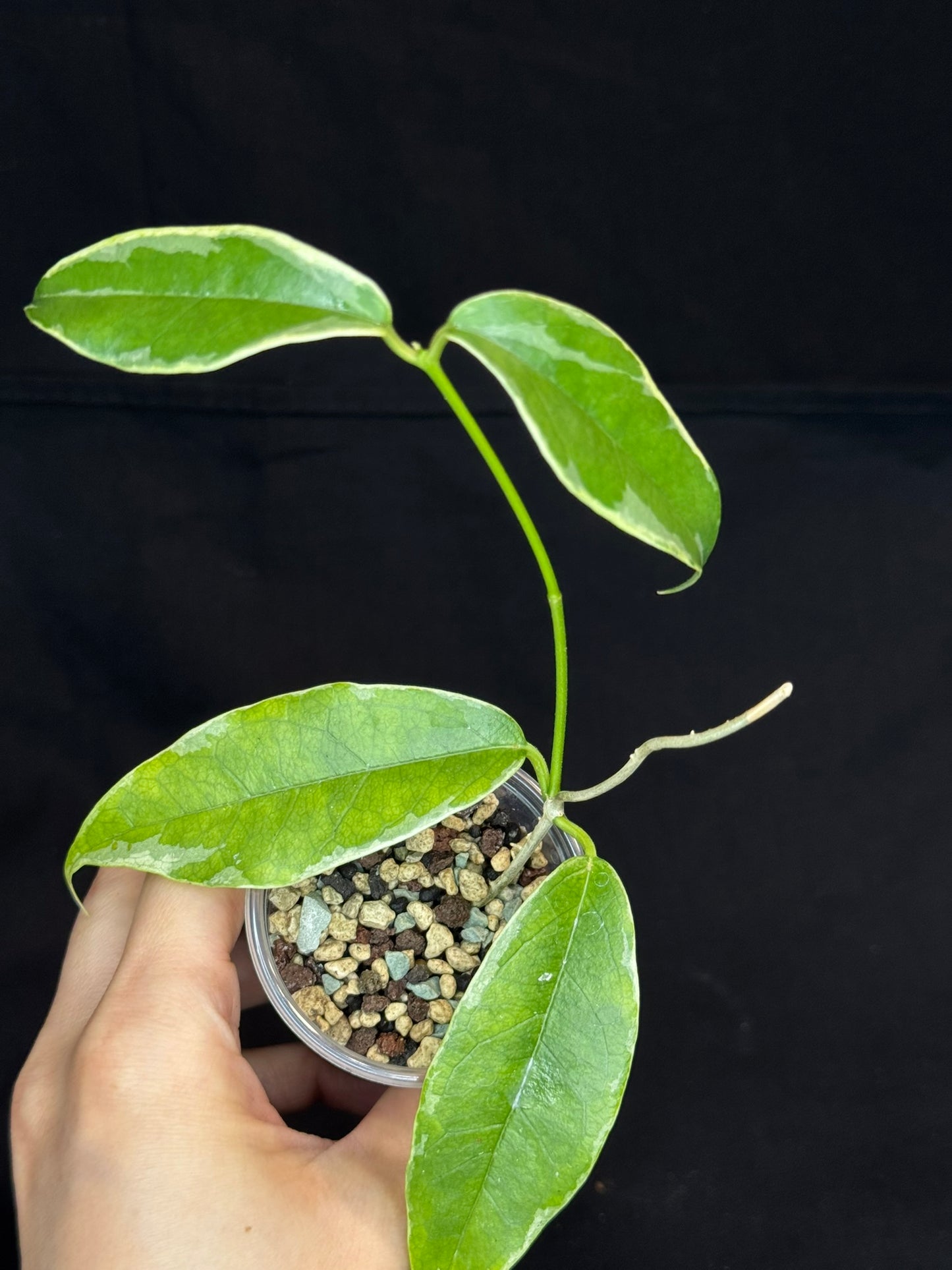 Hoya Buotti Albomarginata, nice water-color variegation (#A)