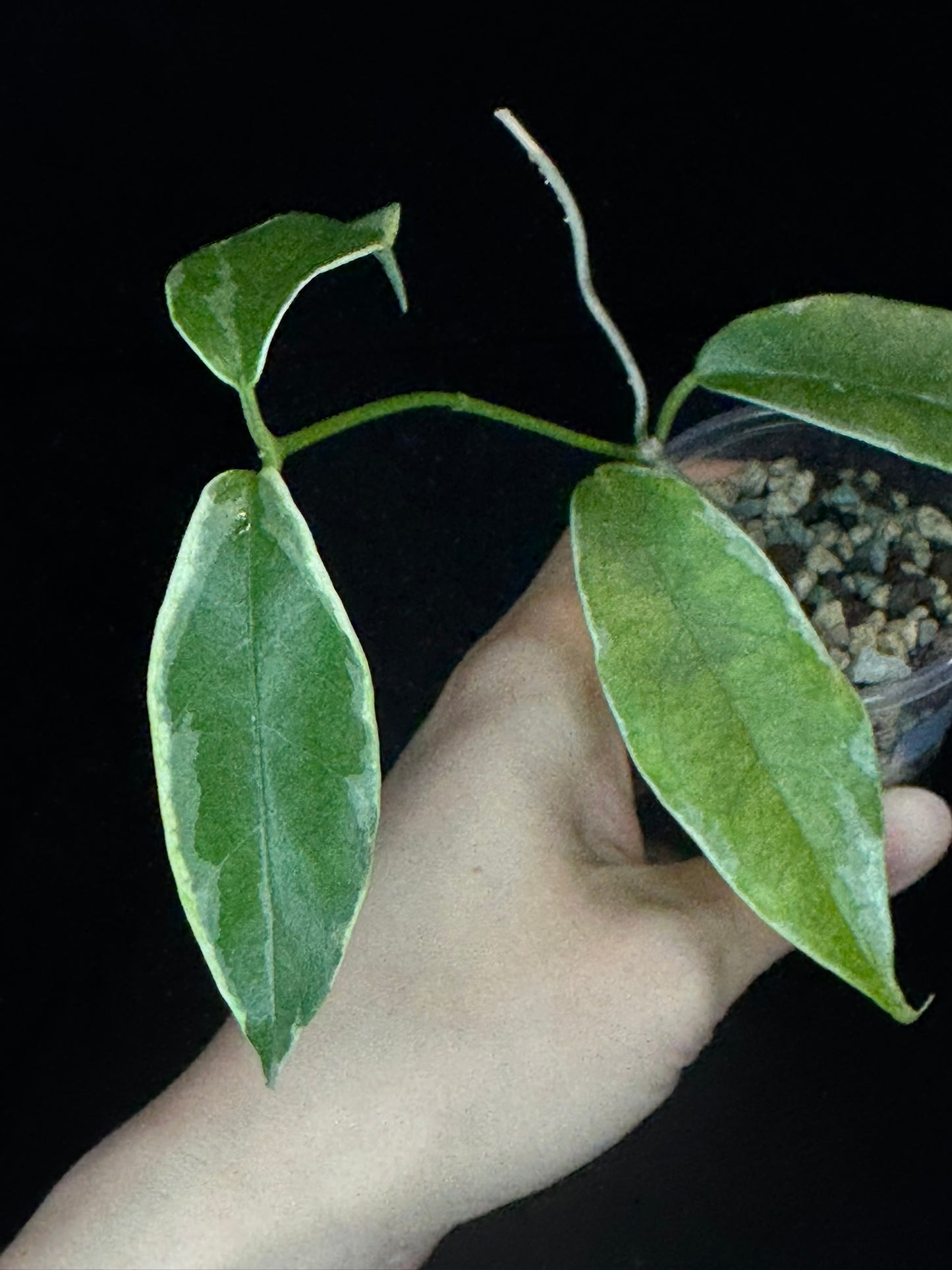 Hoya Buotti Albomarginata, nice water-color variegation (#A)