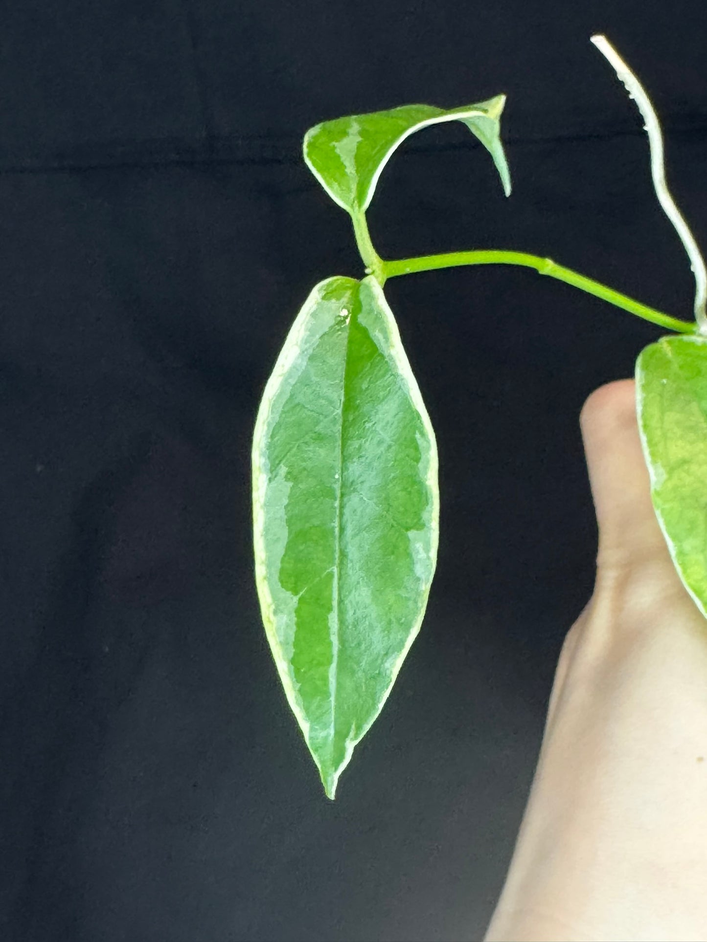Hoya Buotti Albomarginata, nice water-color variegation (#A)