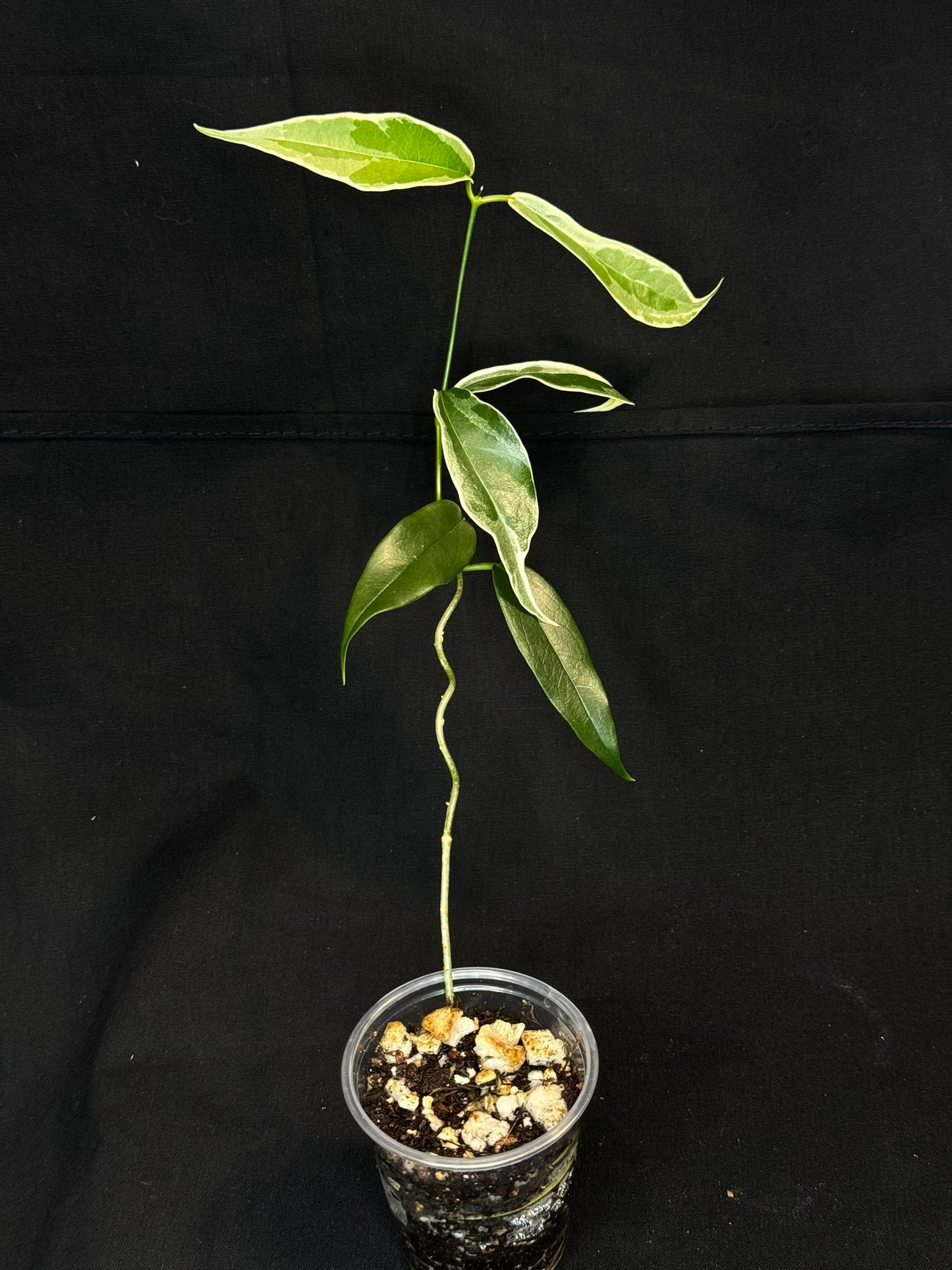 Hoya Buotti Albomarginata, nice water-color variegation (#B)