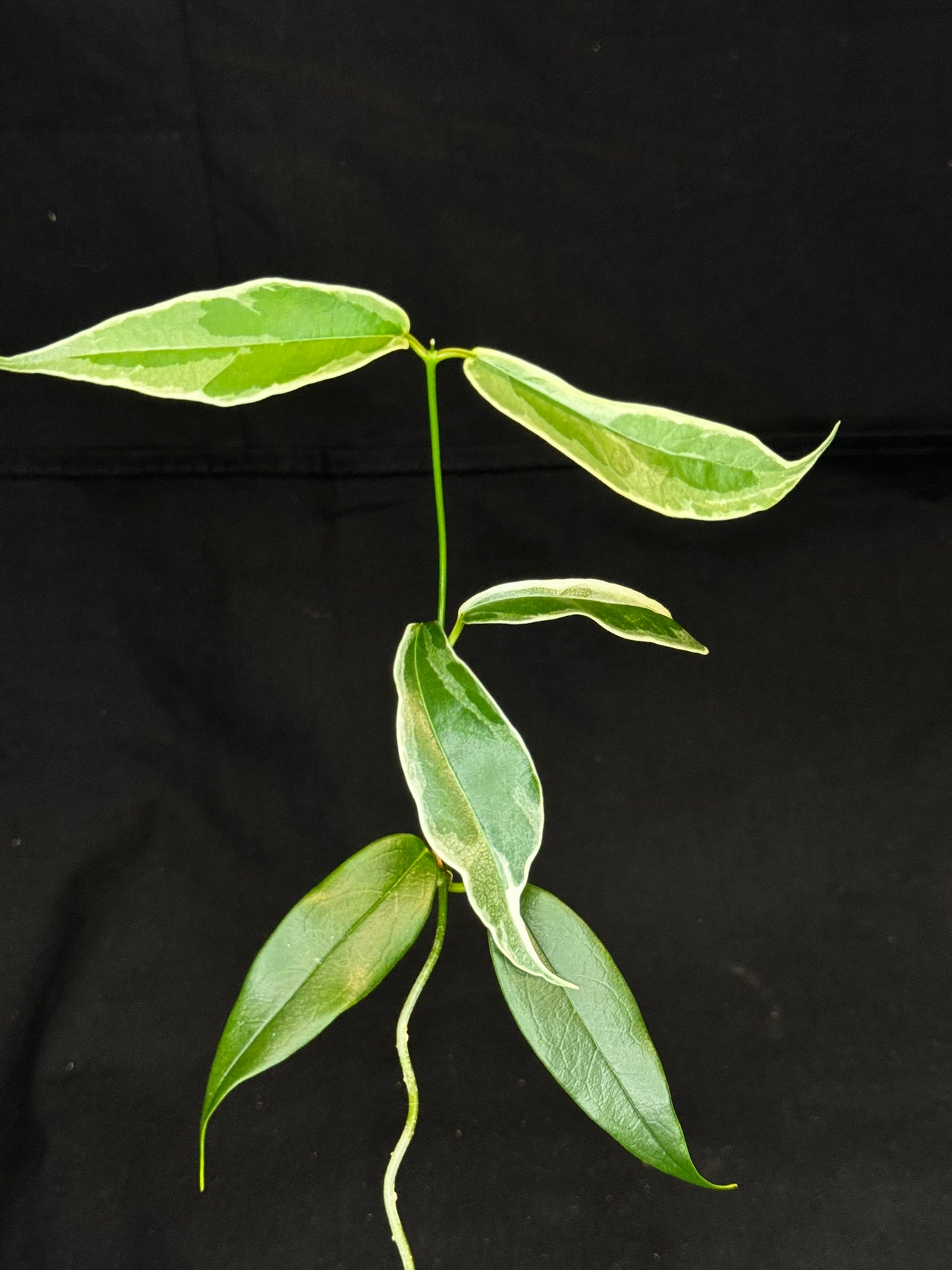 Hoya Buotti Albomarginata, nice water-color variegation (#B)