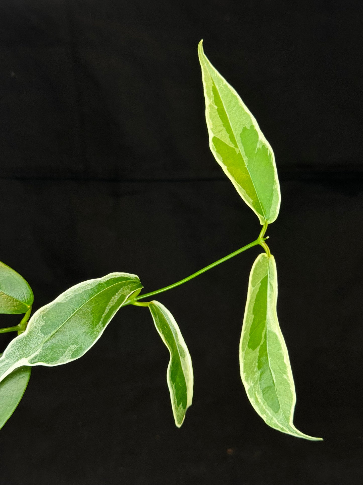 Hoya Buotti Albomarginata, nice water-color variegation (#B)