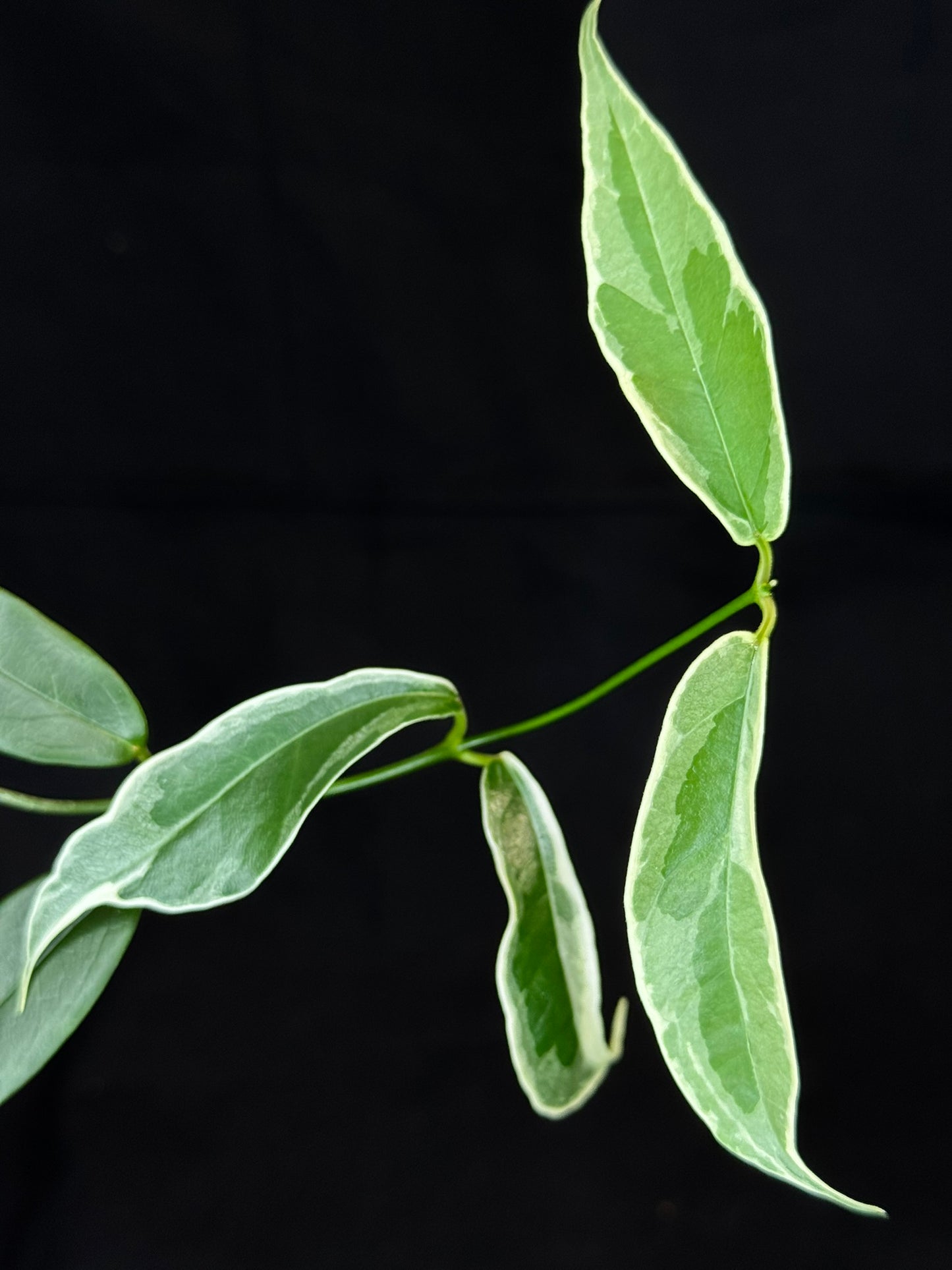 Hoya Buotti Albomarginata, nice water-color variegation (#B)