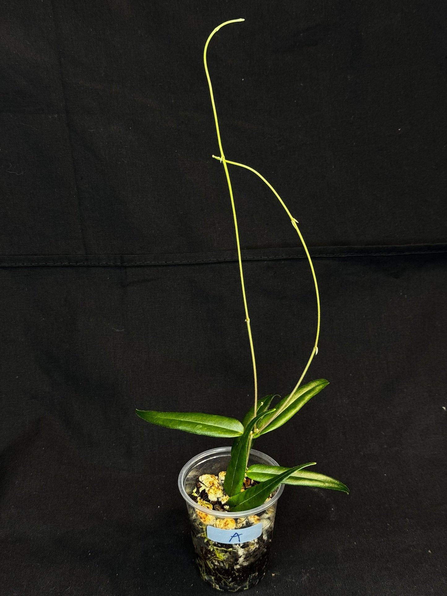 Hoya Paradisea,special flowers, #A