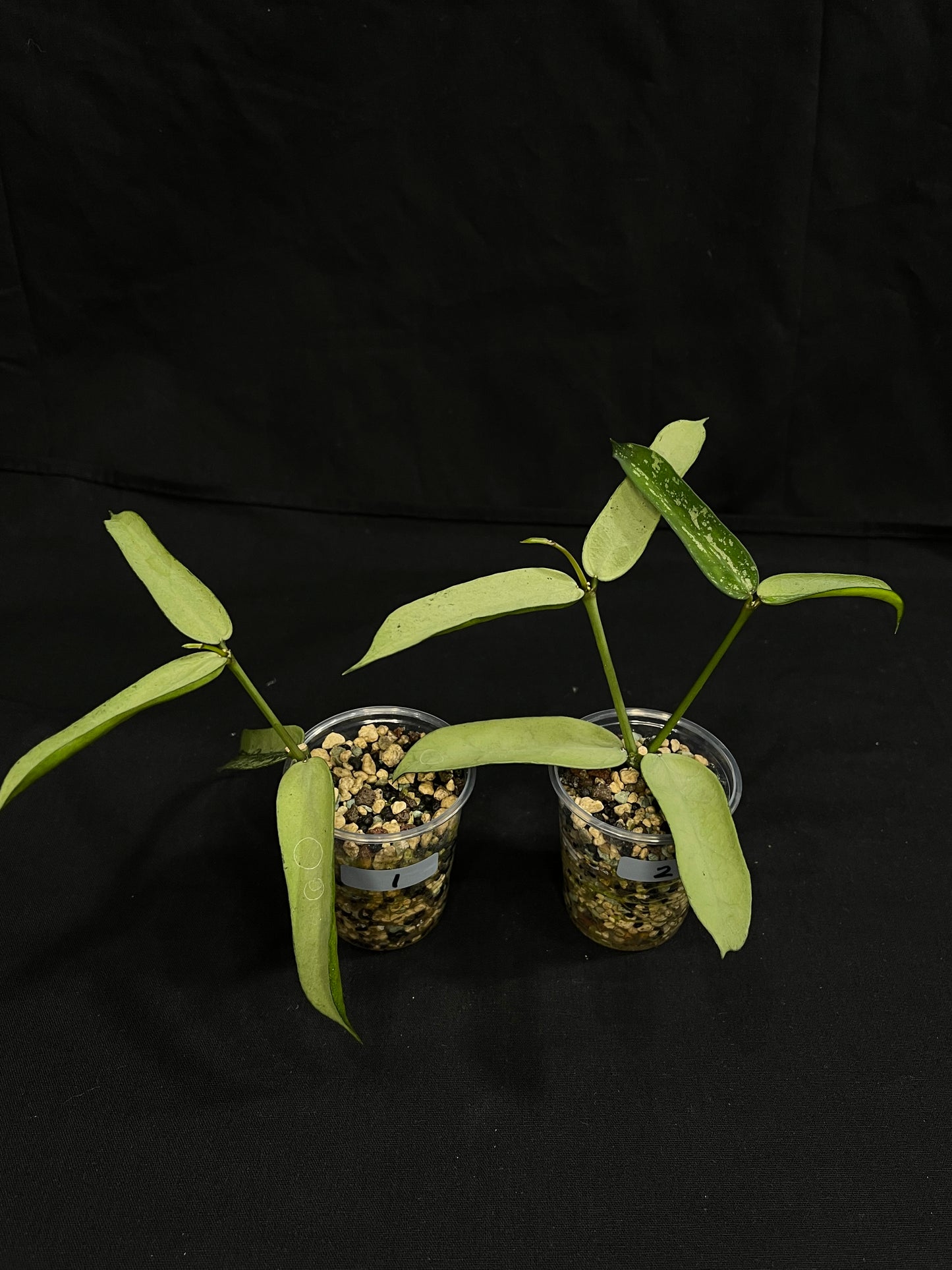 Hoya pandurata silver (#2), well-rooted, full-silver leaves, rare, two growths