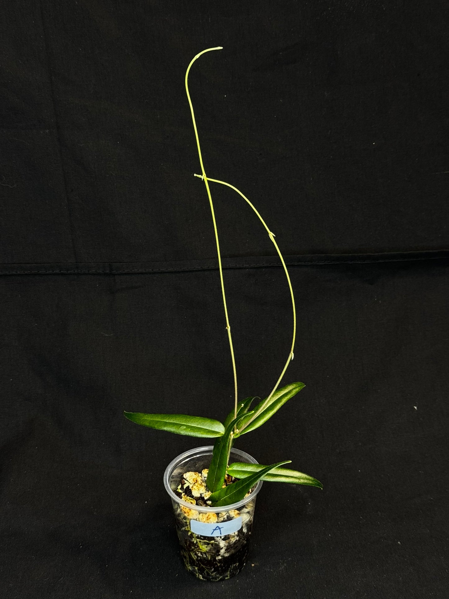 Hoya Paradisea,special flowers, #A