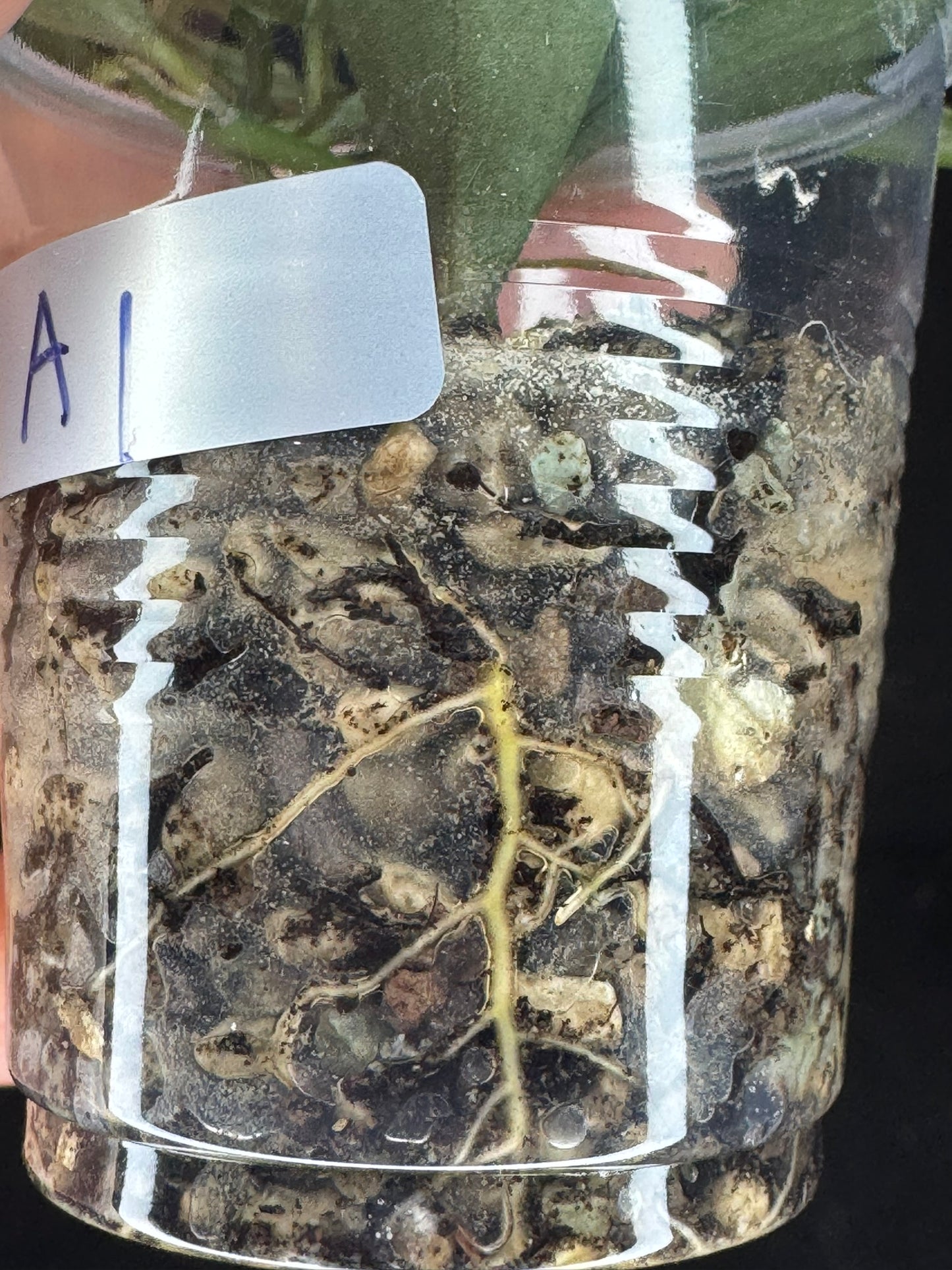 Hoya lacunosa winter pandora (#A1), special