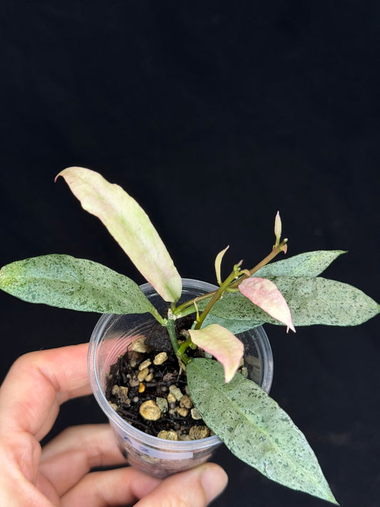 Hoya lacunosa winter pandora (#A2), special