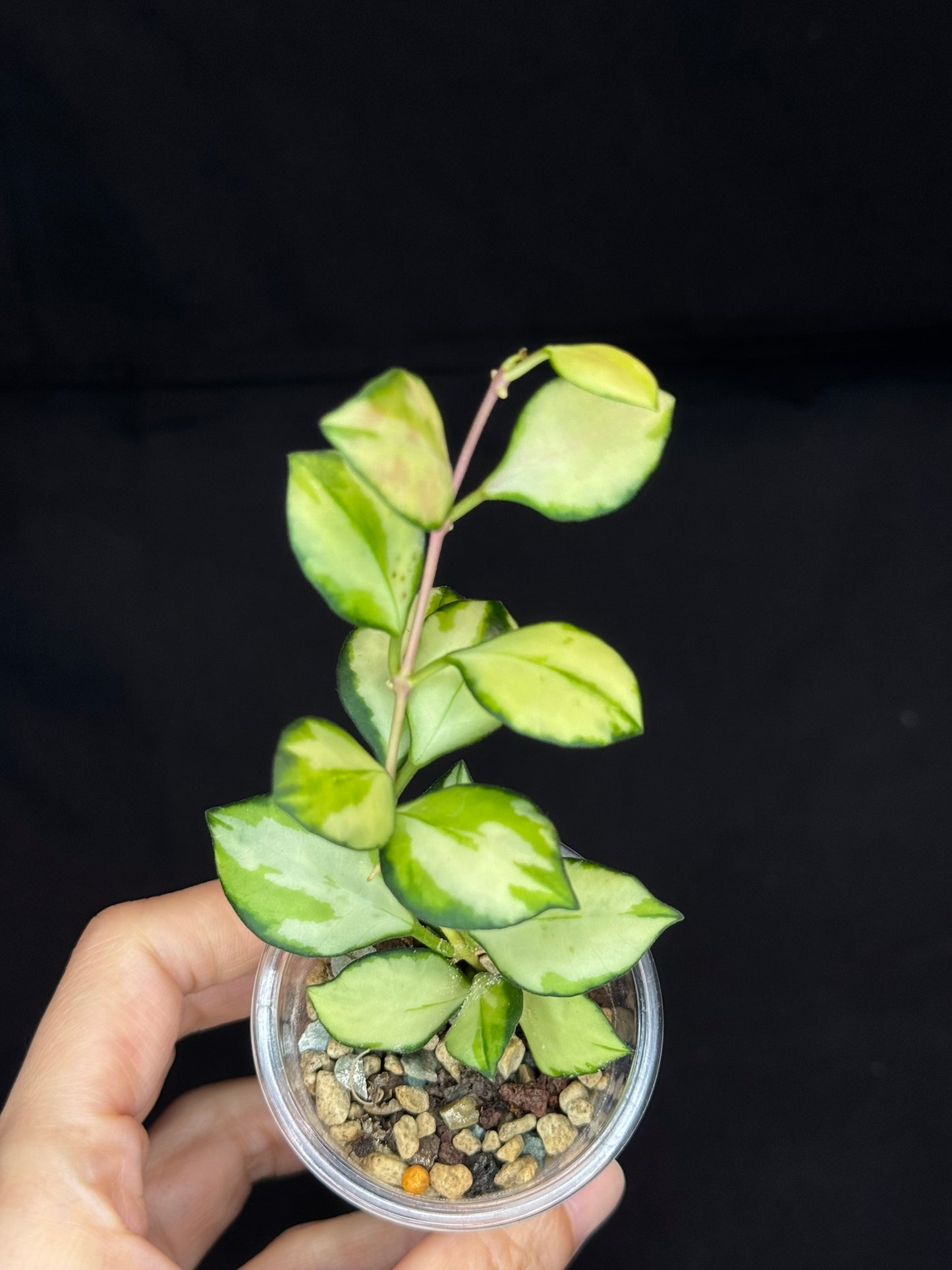 Hoya heuschkeliana variegata, nice variegation