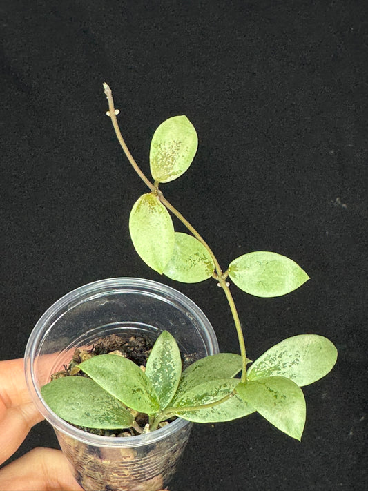 UNICORN🦄! Hoya sp Kalimantan Mini Coin silver, beautiful small leaves, rare