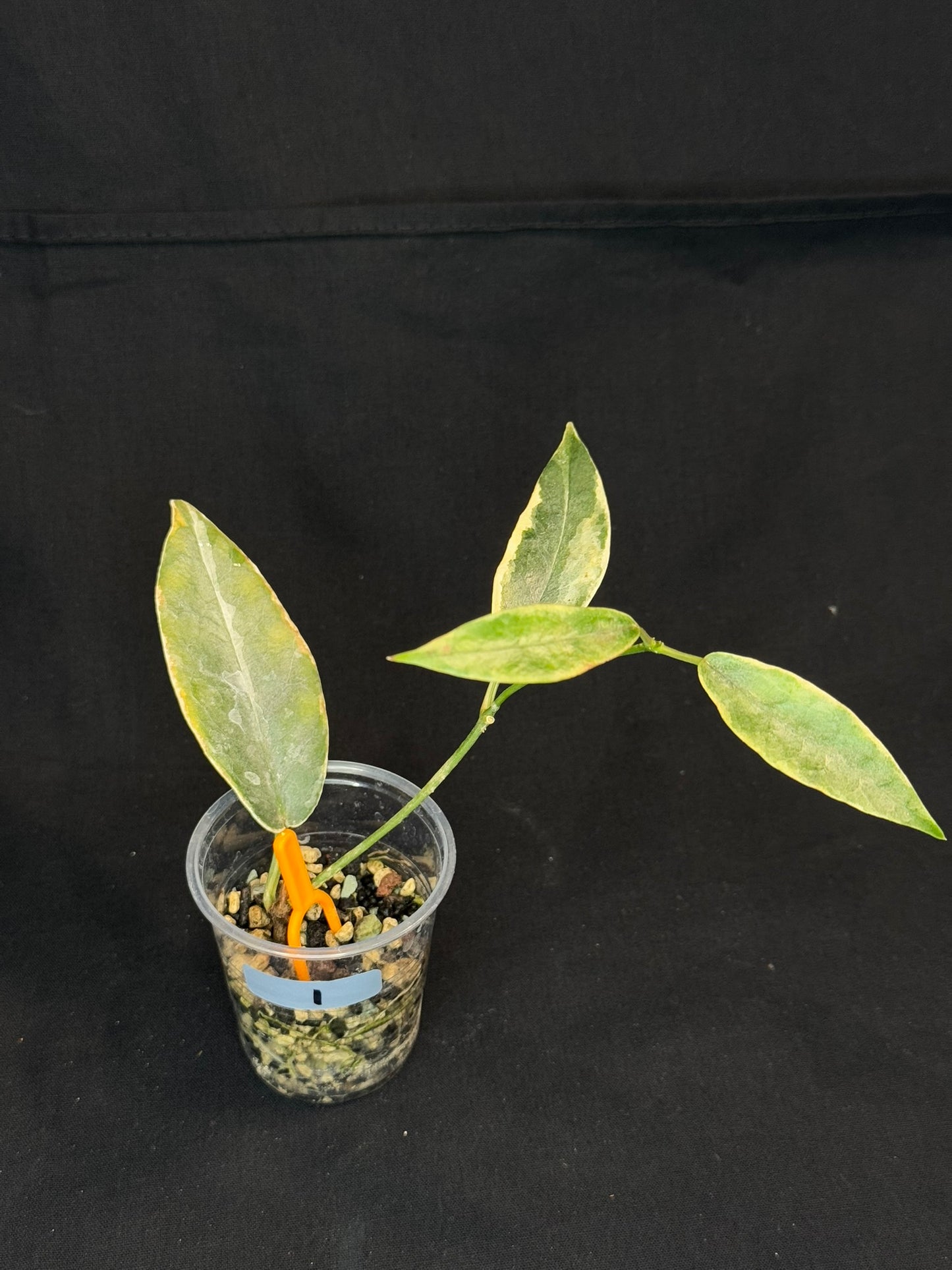 hoya archboldiana albomarginata, speical leaves (#1)