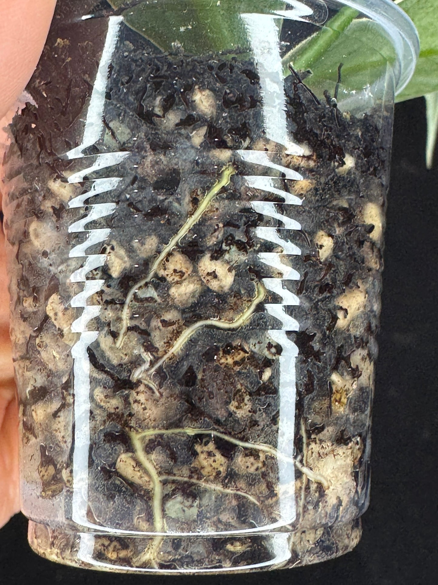 UNICORN🦄! Hoya polyneura ice queen, super rare (Upgrade Shipping is suggested)