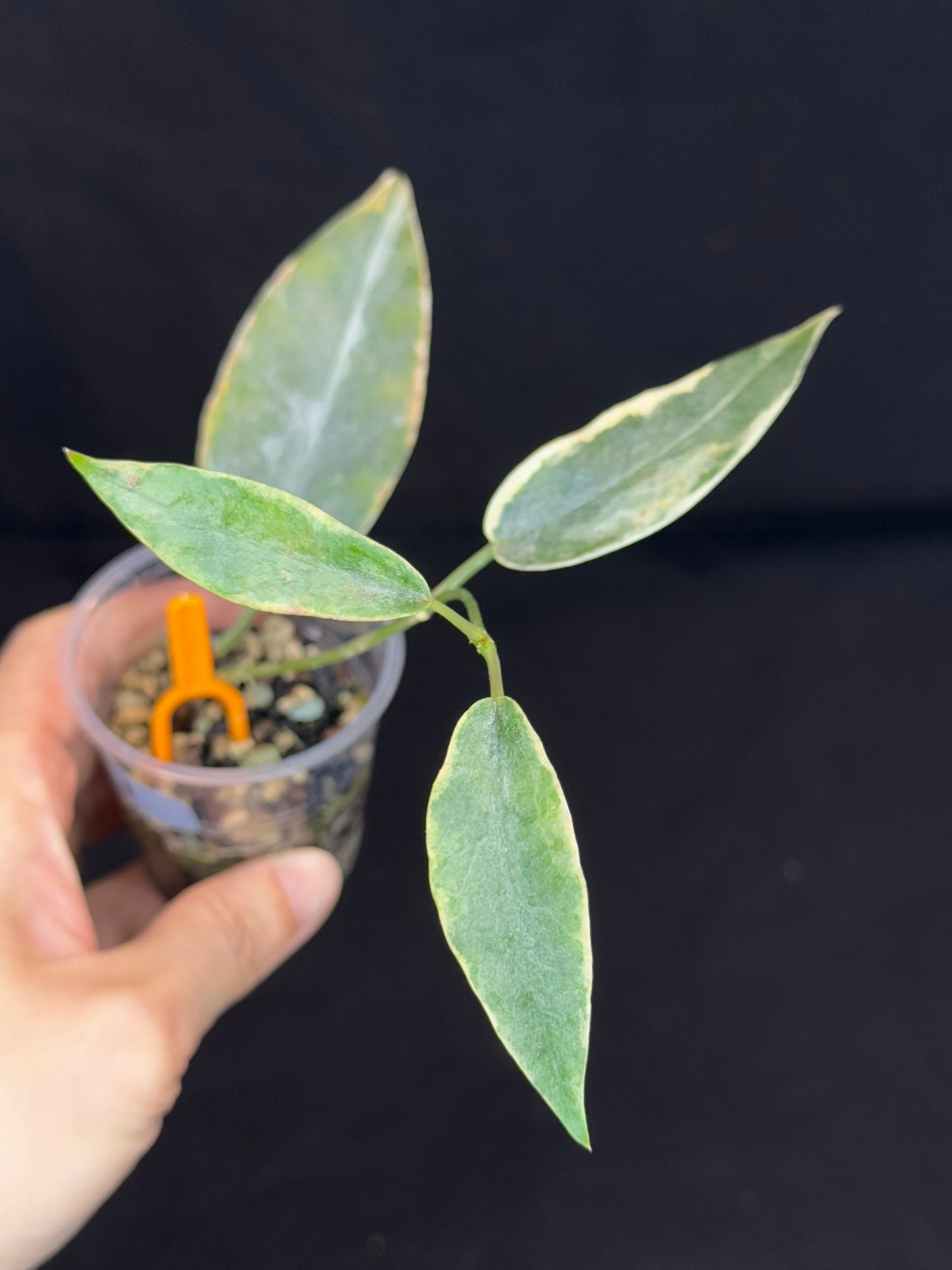 hoya archboldiana albomarginata, speical leaves (#1)