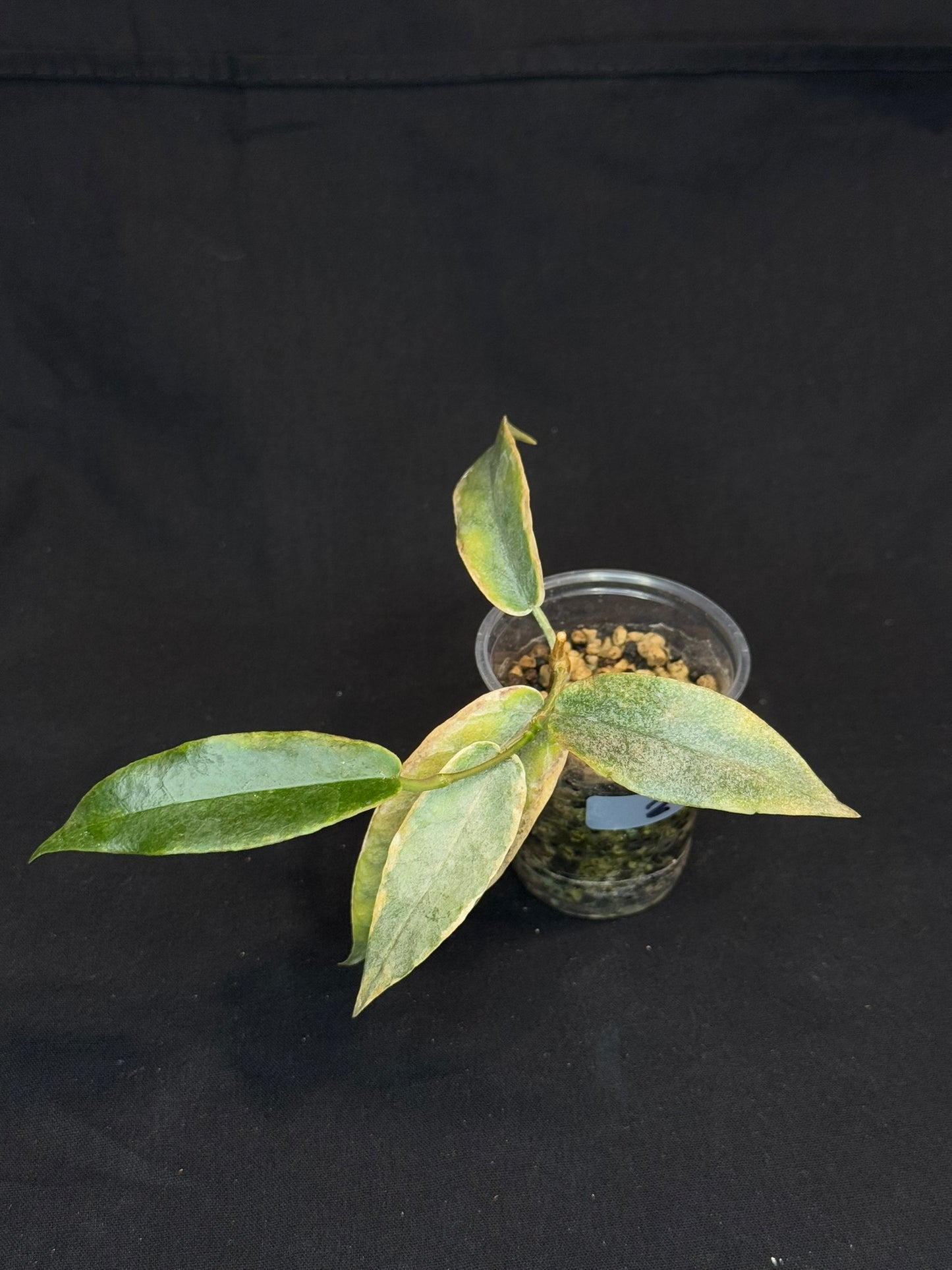 hoya archboldiana albomarginata, speical leaves (#2)