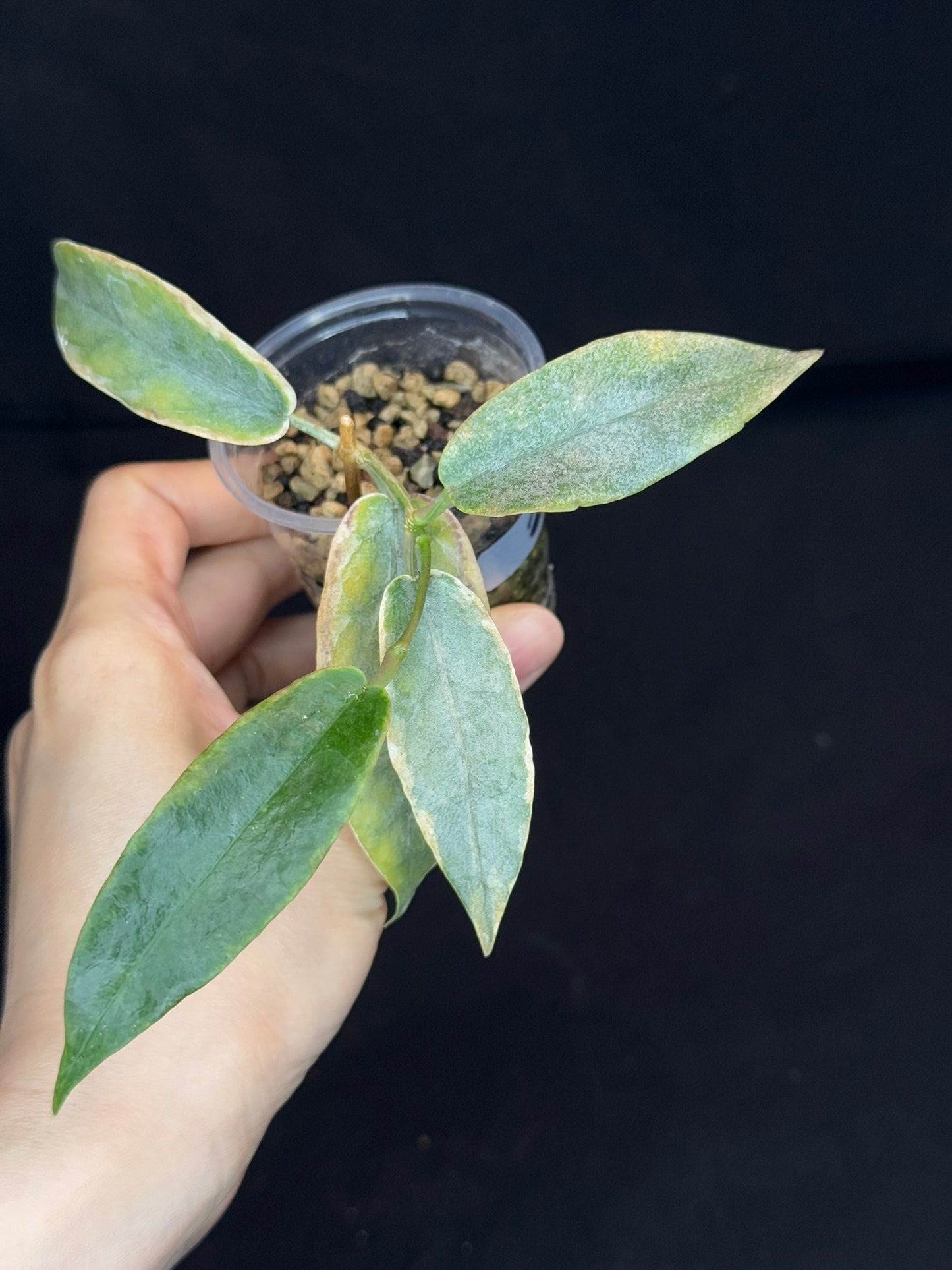 hoya archboldiana albomarginata, speical leaves (#2)