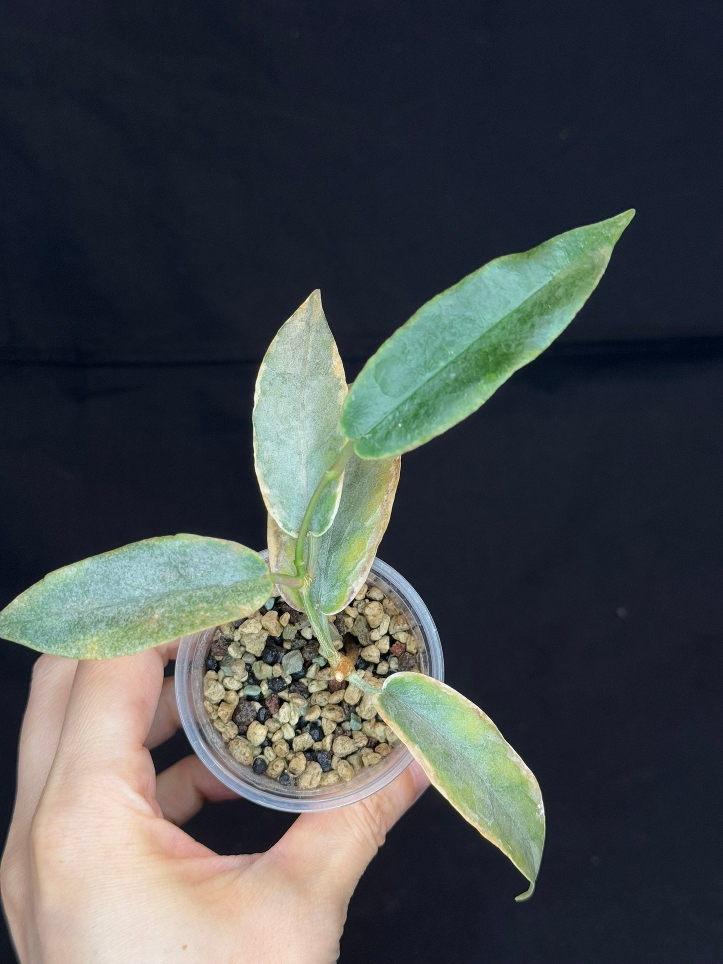 hoya archboldiana albomarginata, speical leaves (#2)