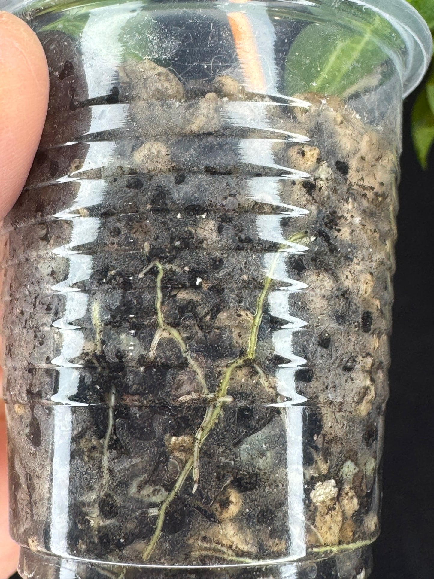 Hoya Kenejiana variegata, nice inner variegation, wavy leaves, rare and special