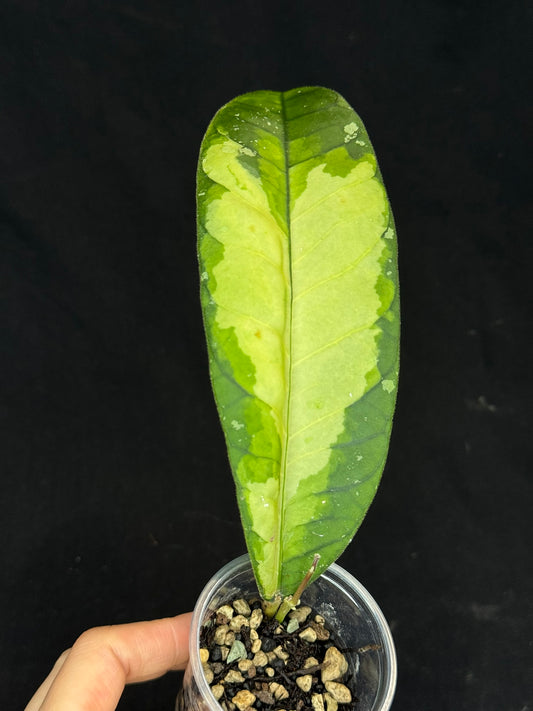 UNICORN🦄! Hoya Ladia Galaska, nice variegation color, new growth, super rare (Upgrade Shipping is recommended)