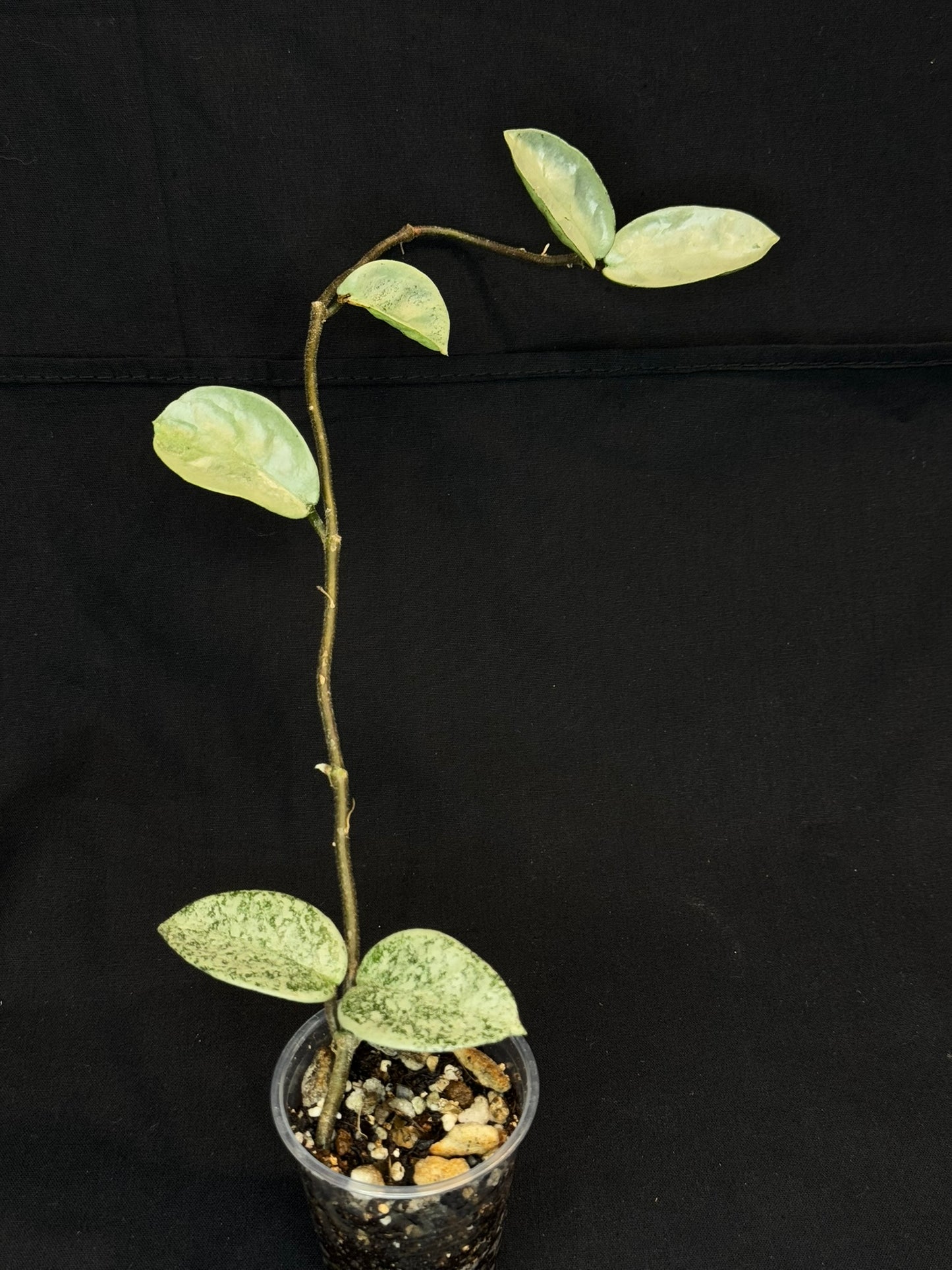 Hoya carnosa 'GREY GHOST', nice grey leaves